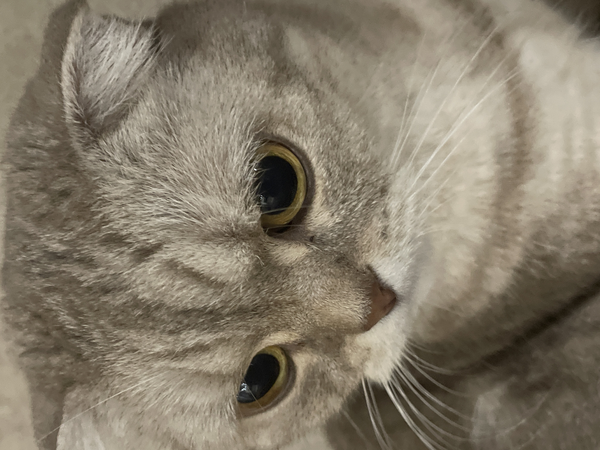 Scottish Fold cat portrait and fish-print fabric, Russia