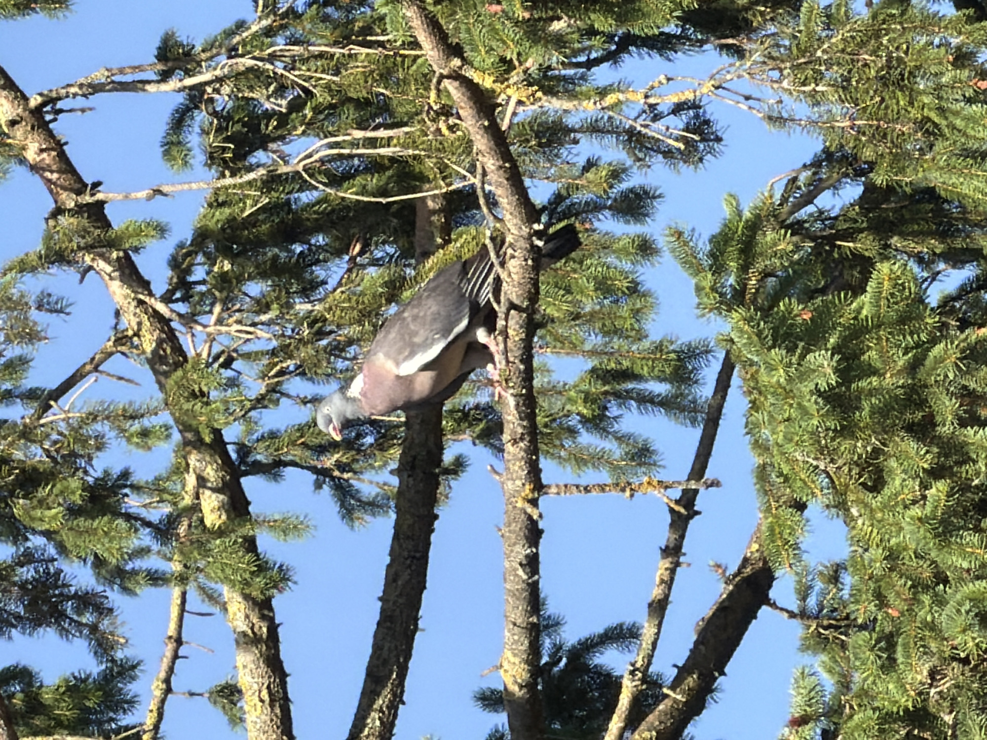 Pigeon on a fir branch, dog napping indoors — a quiet Luxembourg morning