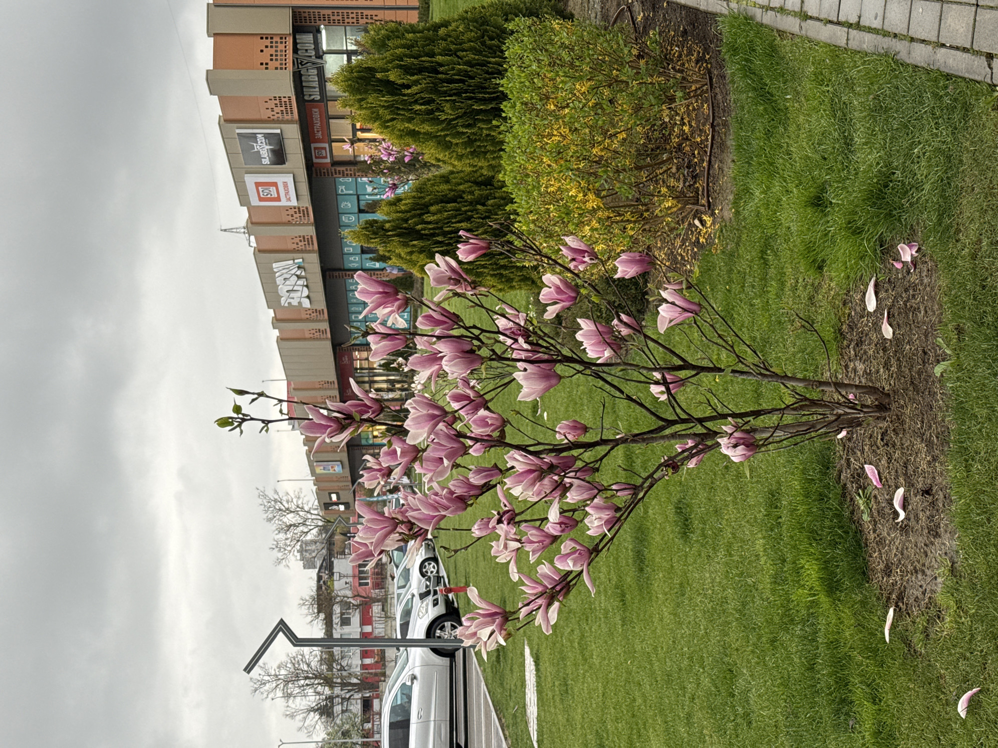 Spring magnolia blooms captured in Dobrich, Bulgaria