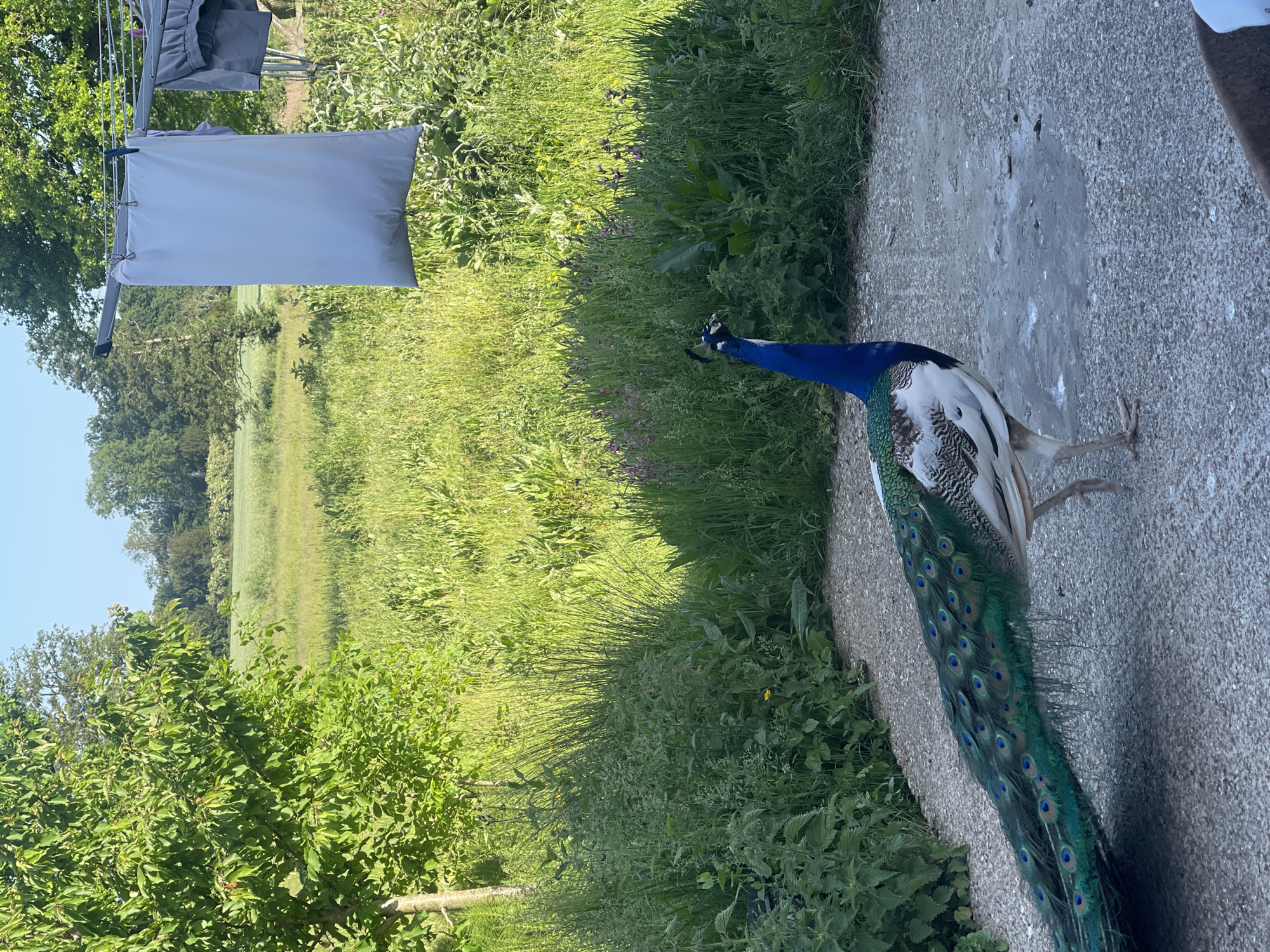 Peacocks Display Around Residential Property in Ashford