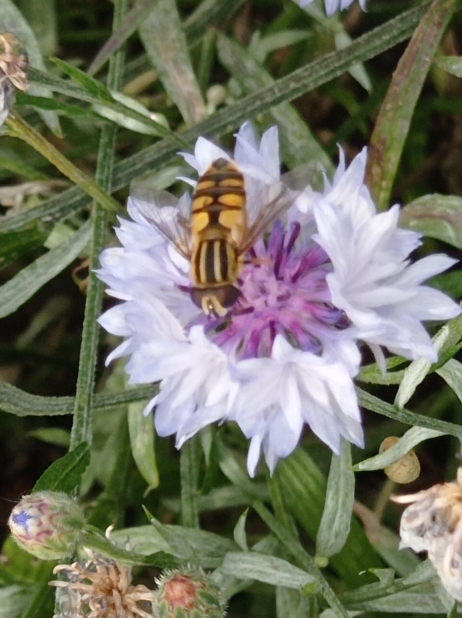 Bees and butterflies work the flowers in a Degtyarsk garden