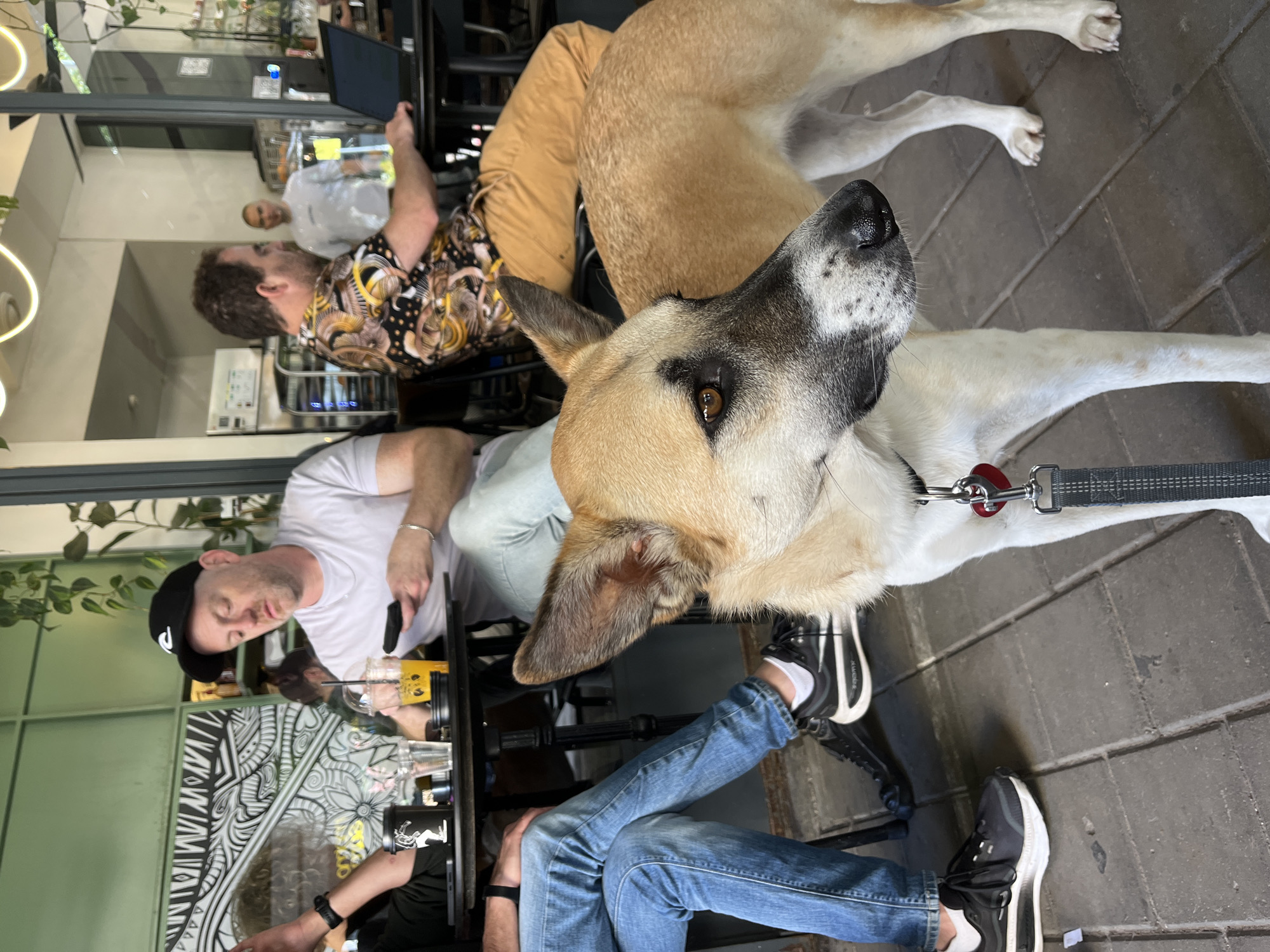 Dog rests beside patron at Tel Aviv outdoor cafe