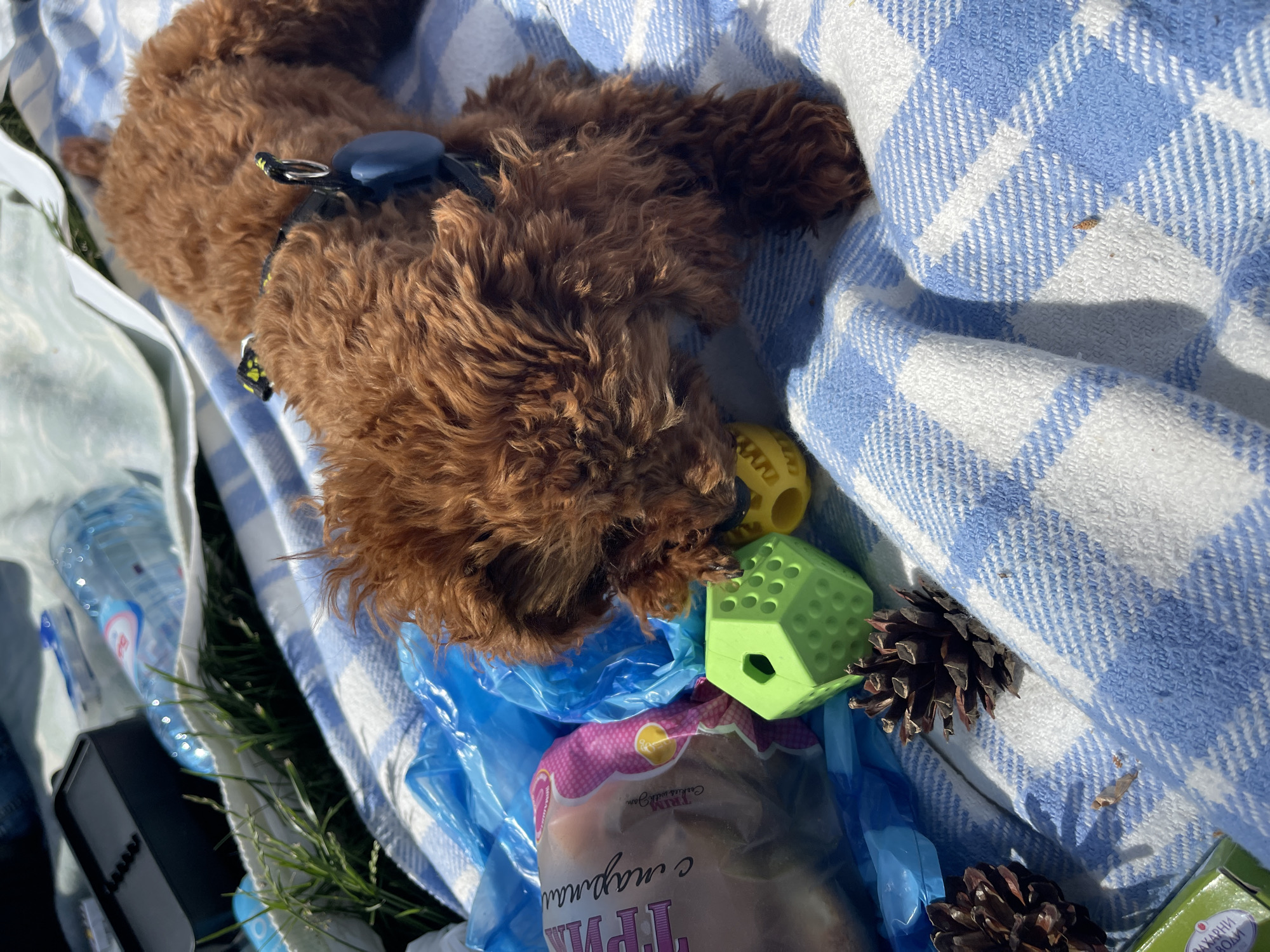 Friends picnic with poodle puppies in Sofia park