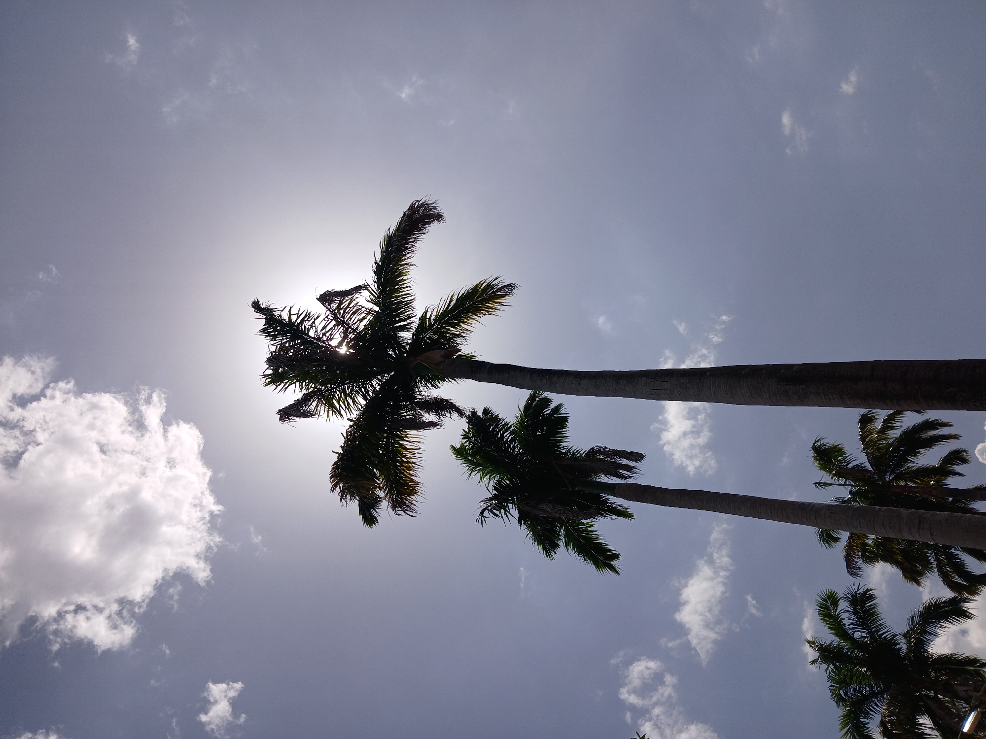 Palm trees photographed against bright sky in Ciudad Guayana