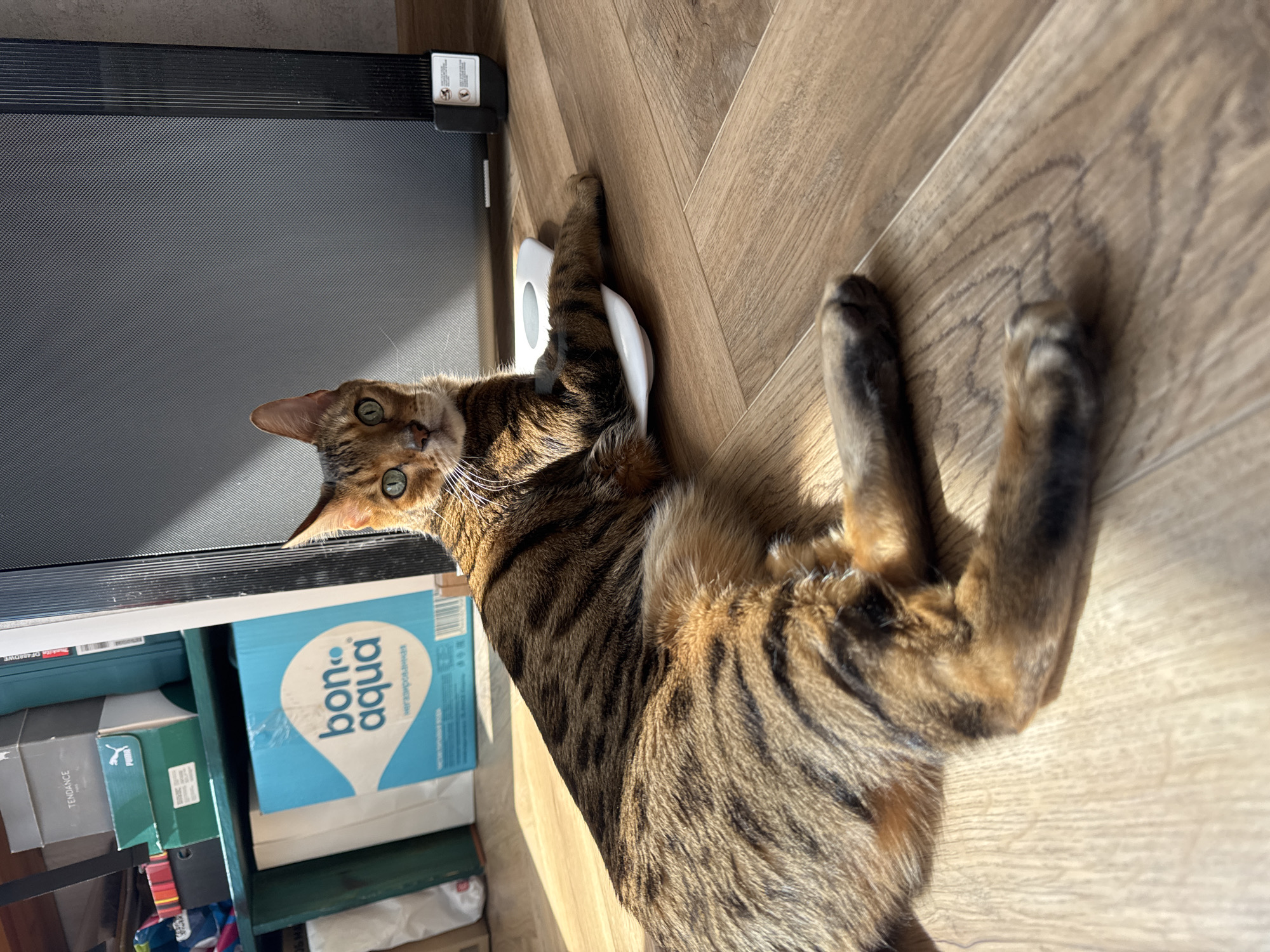 Brown tabby cat spotted lying playfully on wooden floor