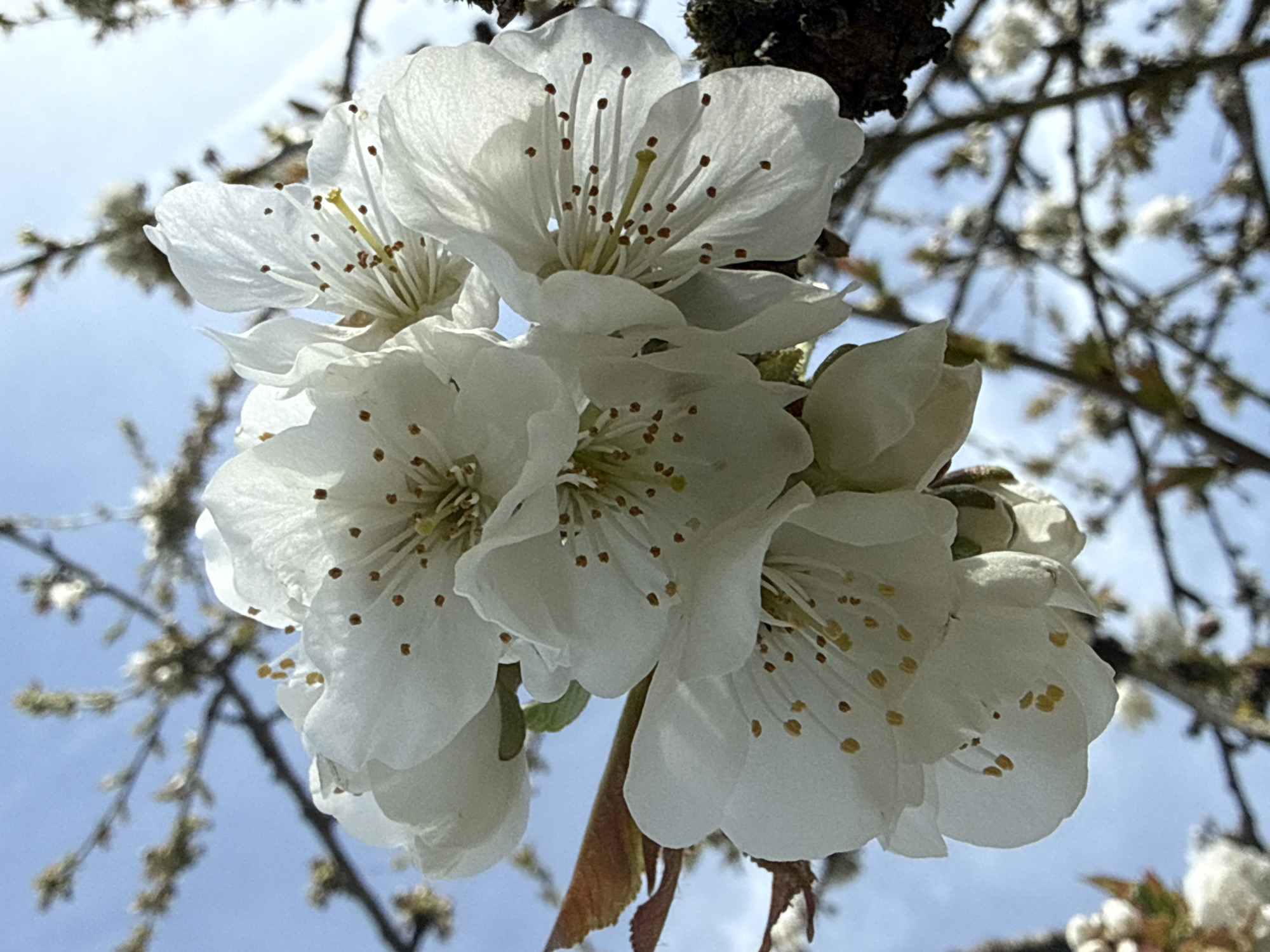 Spring morning activities documented across Junglinster, Luxembourg