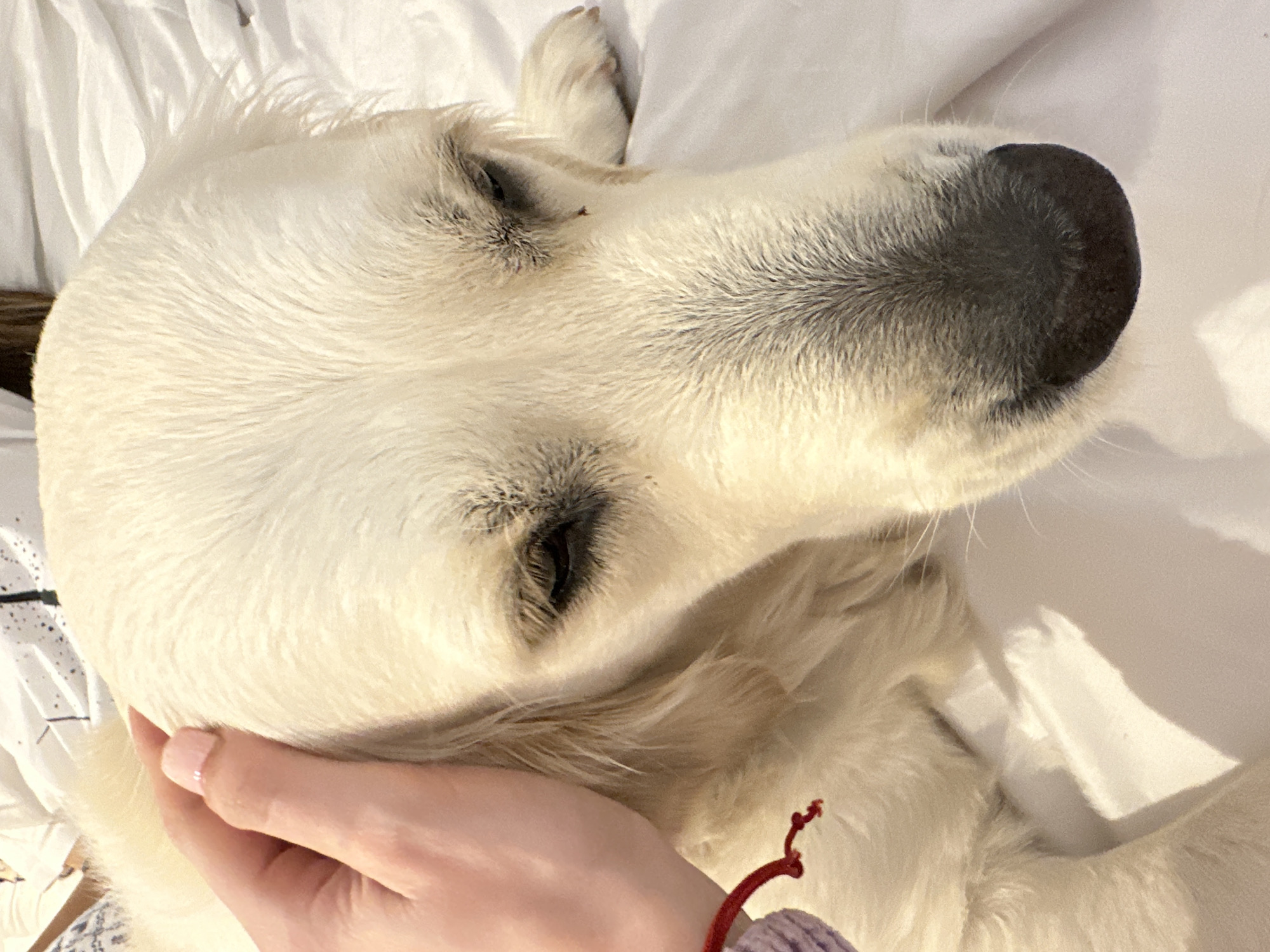 Golden Retriever bonding moments captured across London area