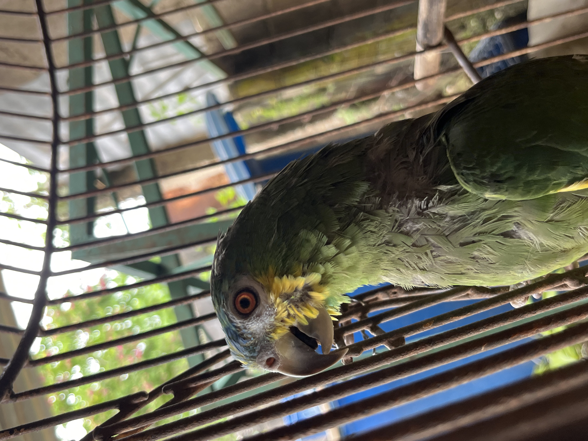 Caged green parrot up close in Tinaquillo, Venezuela