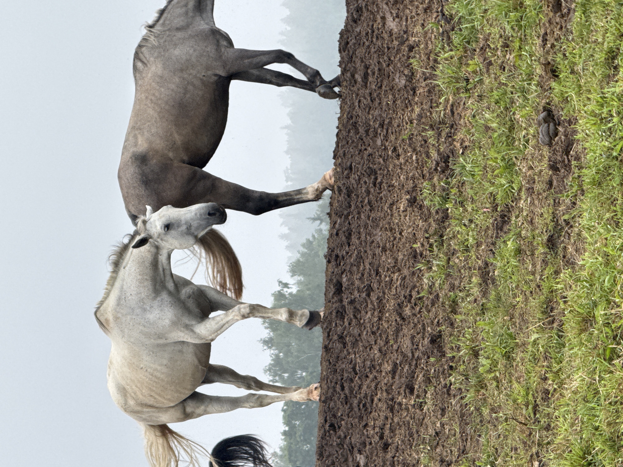 Horses graze and rest across foggy Lithuanian fields
