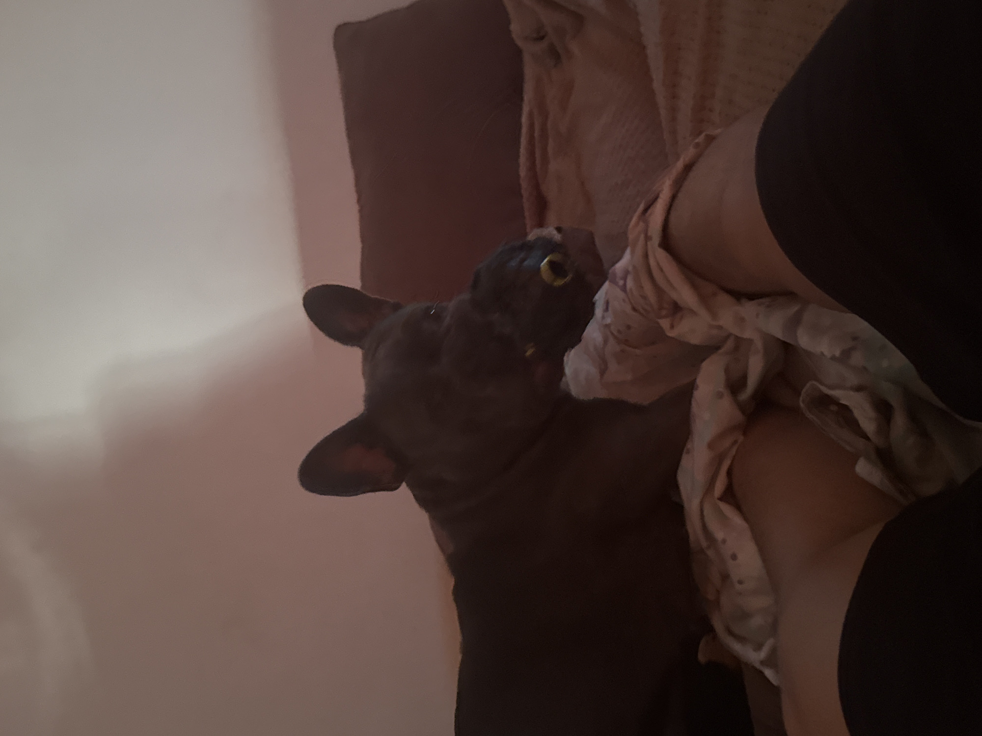 French Bulldog afternoon in a Sofia apartment