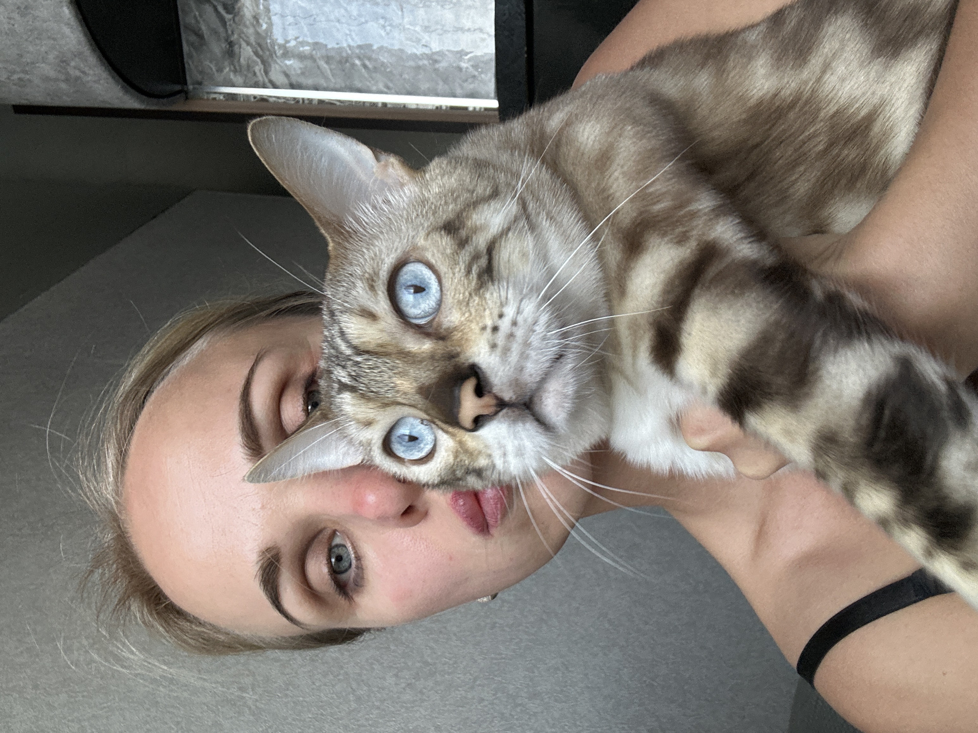 Blue-eyed Bengal cat photographed up close at home in Russia