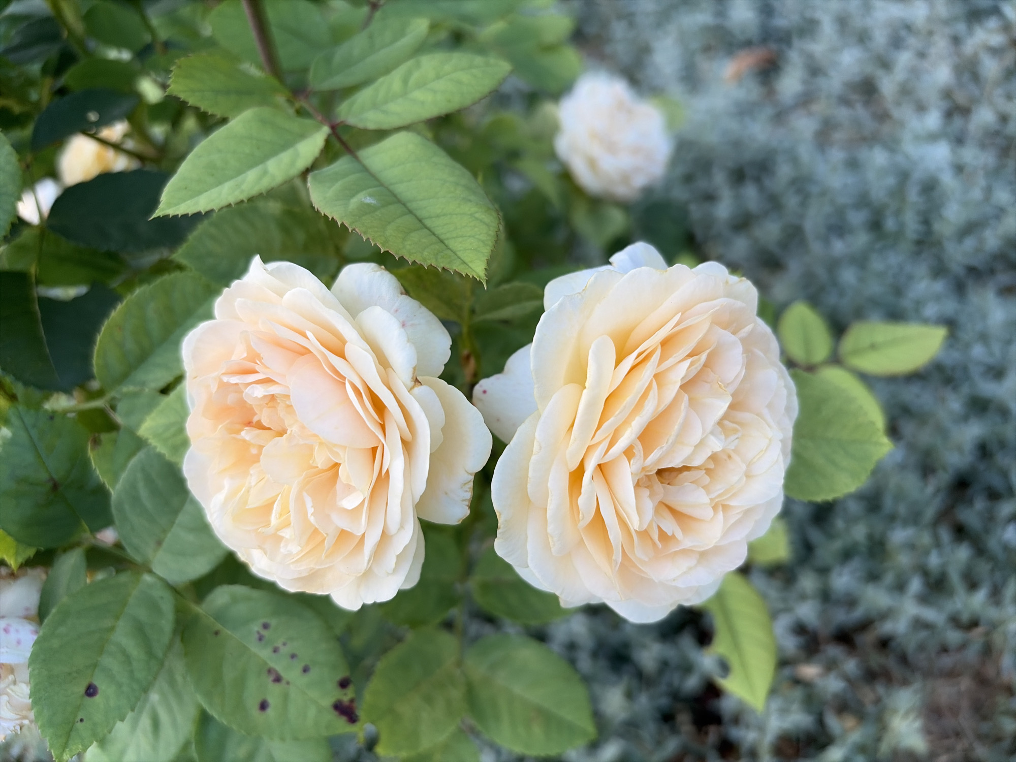 Garden blooms, ripening crops, and a poolside sunset in rural Moldova