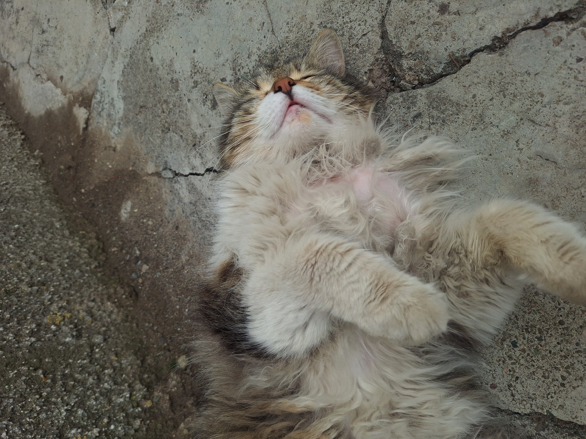 Cat rests near blooming apple blossoms in Gyumri