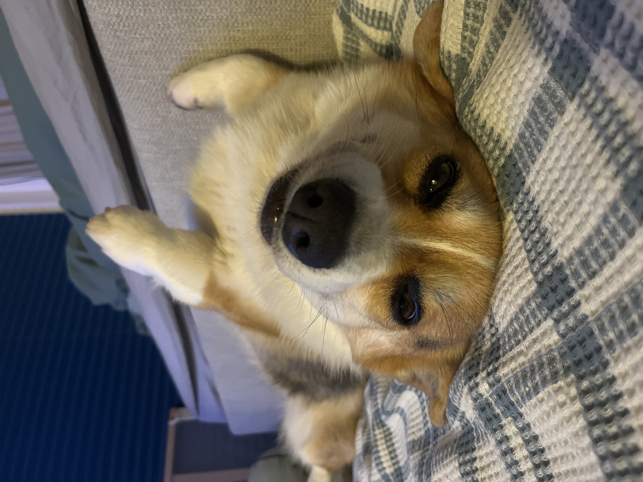 Evening domestic moments with corgi and self-care routines captured