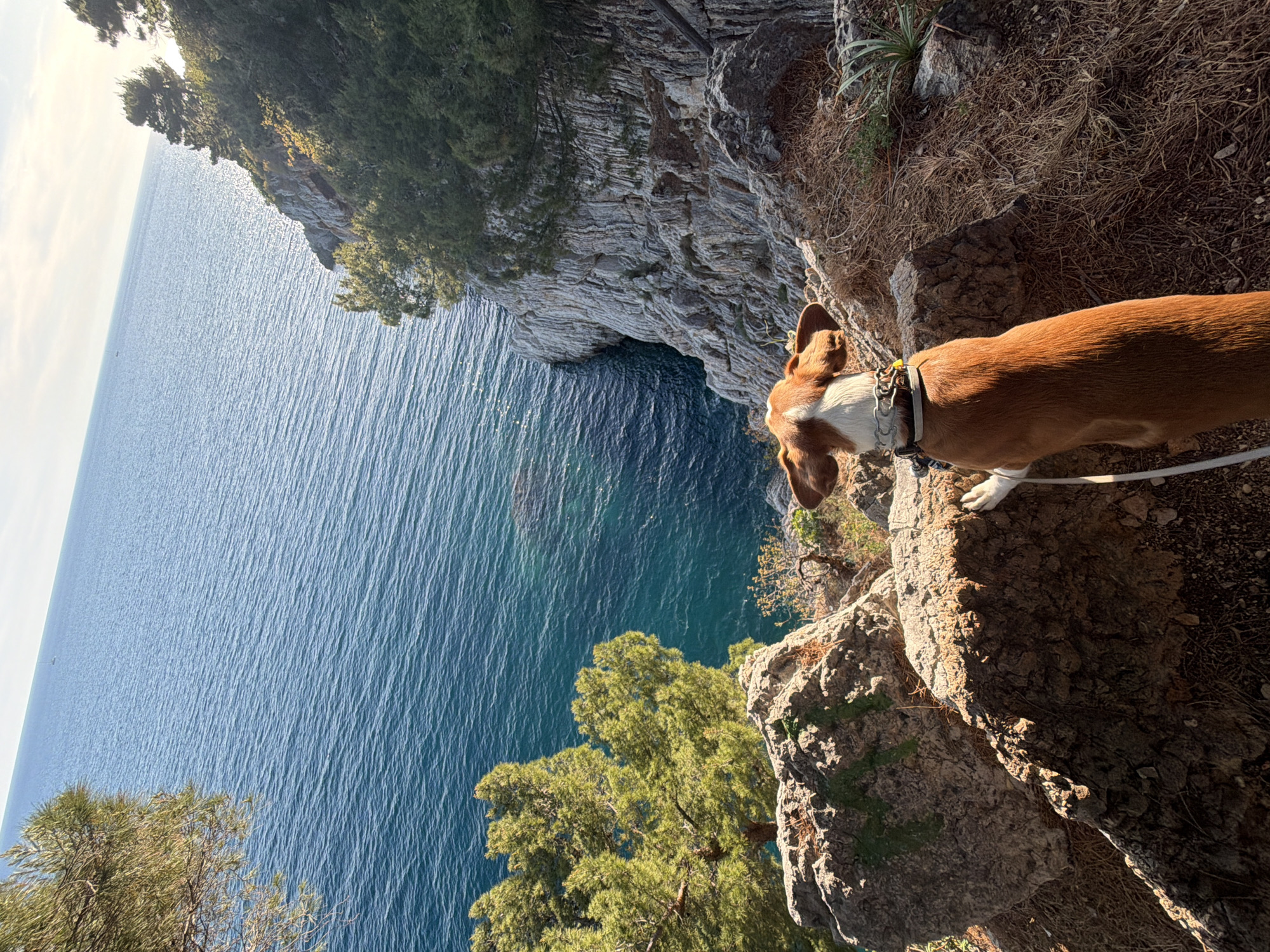 Dog spotted on coastal cliff in Petrovac na Moru