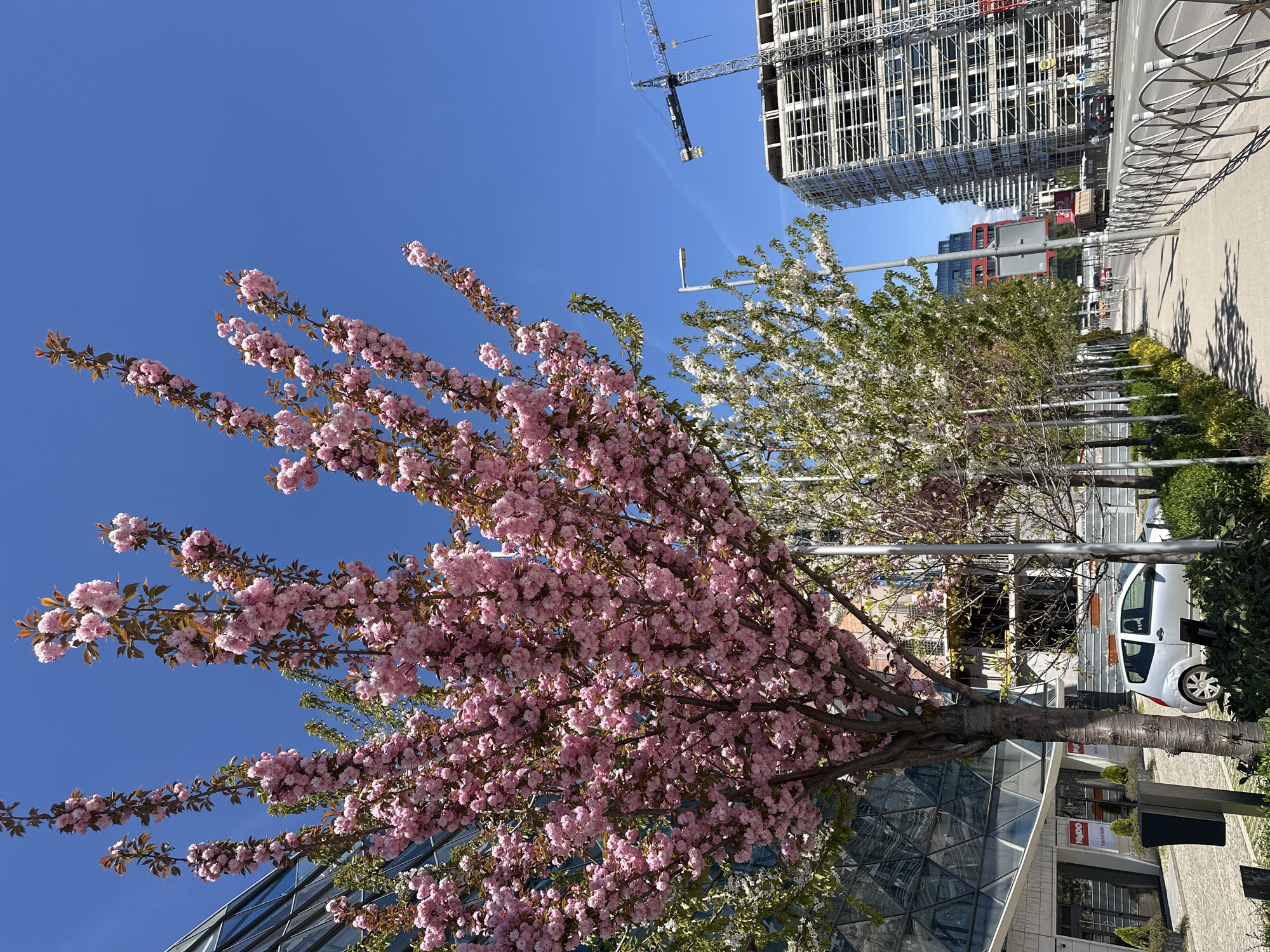 Spring blooms brighten Sofia's cityscape with cherry blossoms