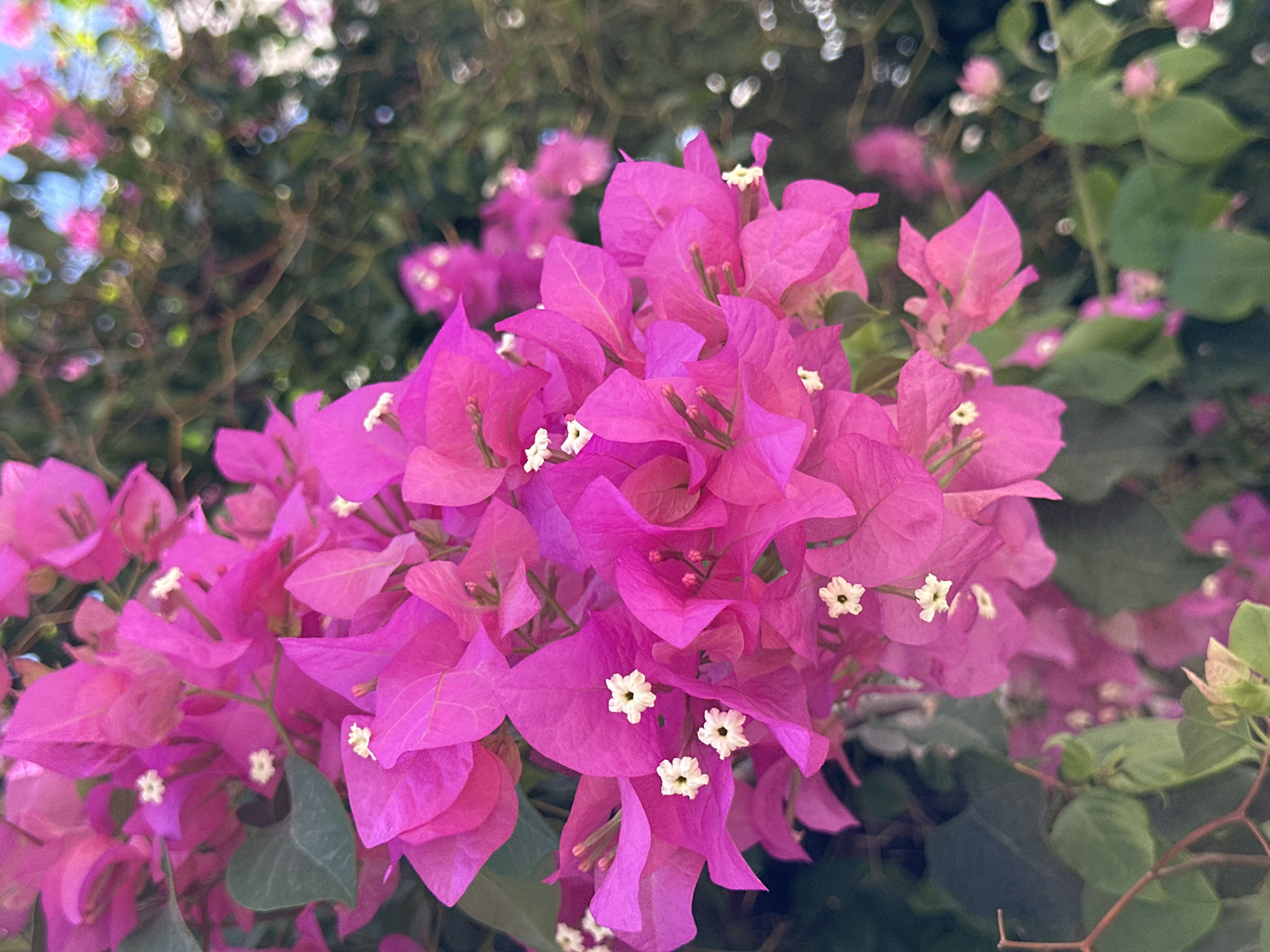 Mediterranean flora and a café pause in Konyaaltı