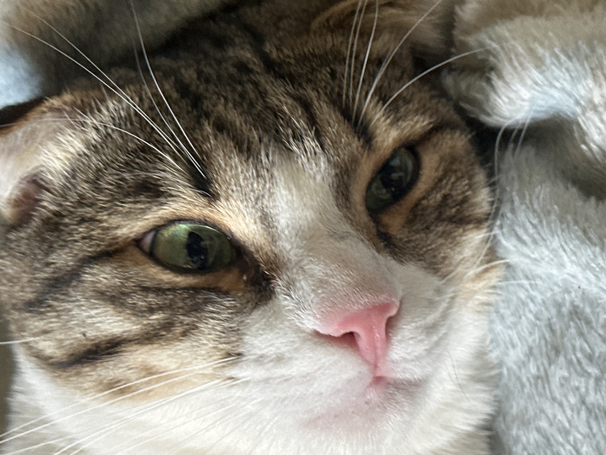 Cats and dog caught napping indoors in Zelenograd