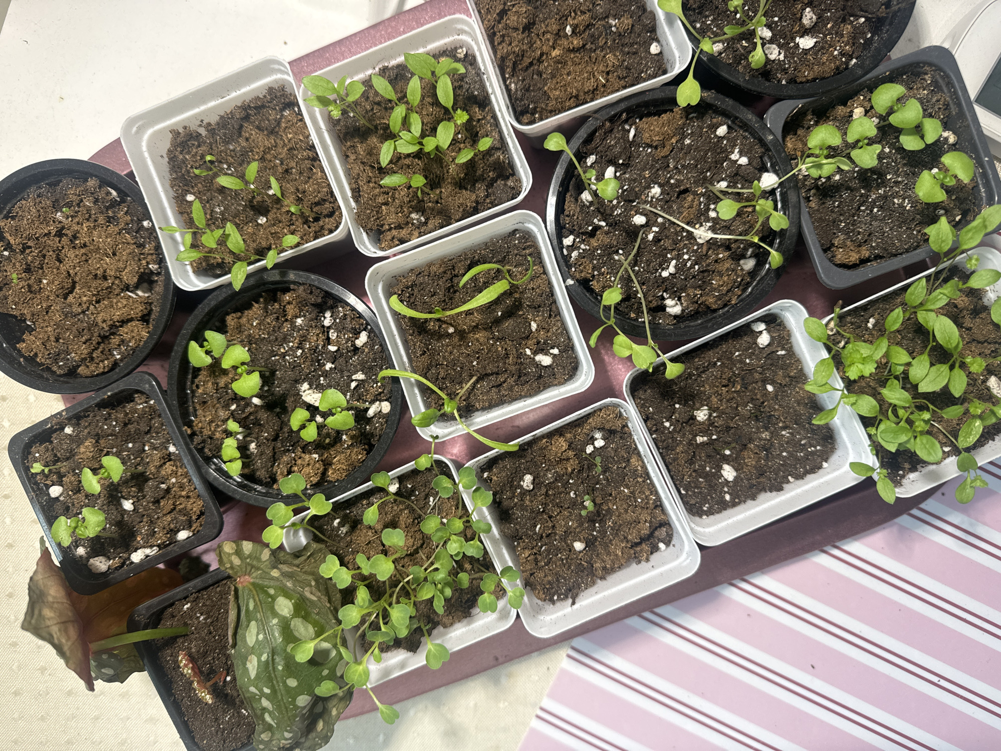 Indoor plant collection documented in Krasnoyarsk home early morning