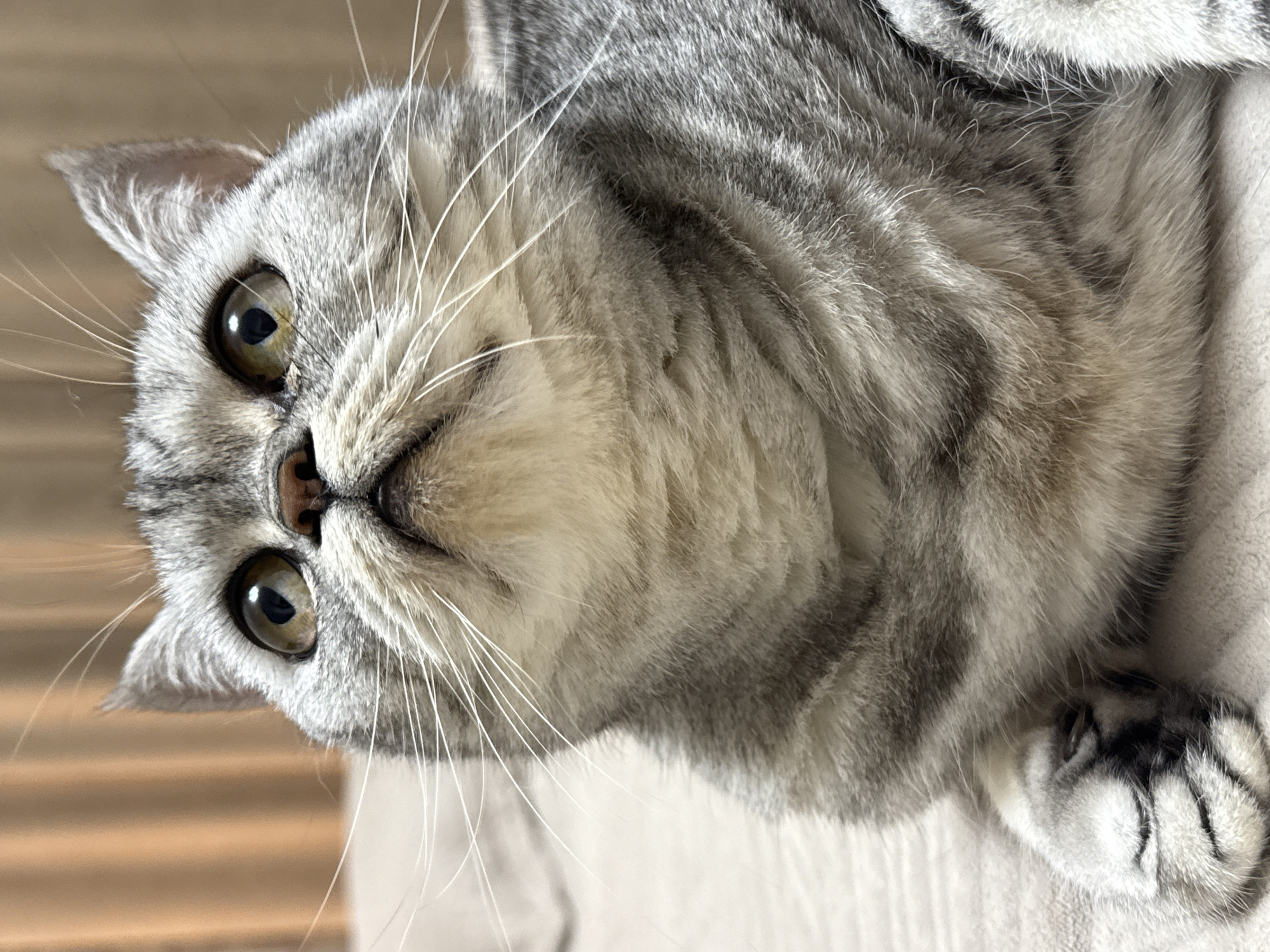 Tabby cat explores bedroom during quiet evening in Chaikovsky