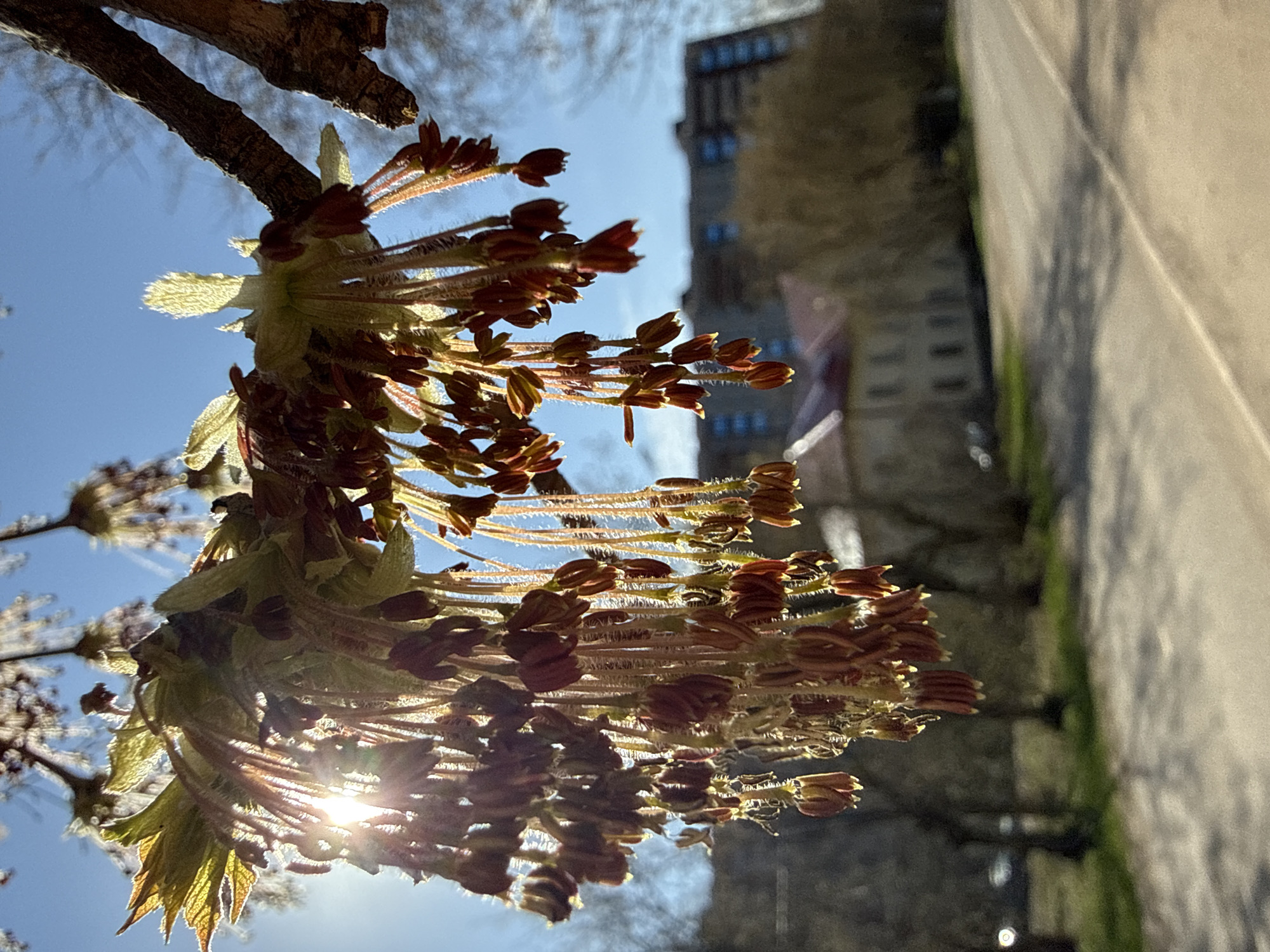 Spring maple flowers bloom in Dmitrov, Russia