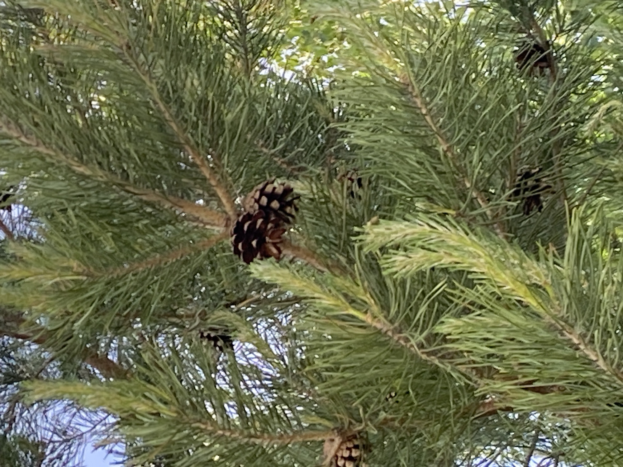 Nature walk documented in rural Гаревая, Russia