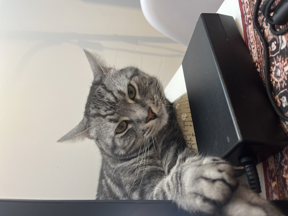 Grey tabby cat enjoys quiet evening in Montenegro coastal towns
