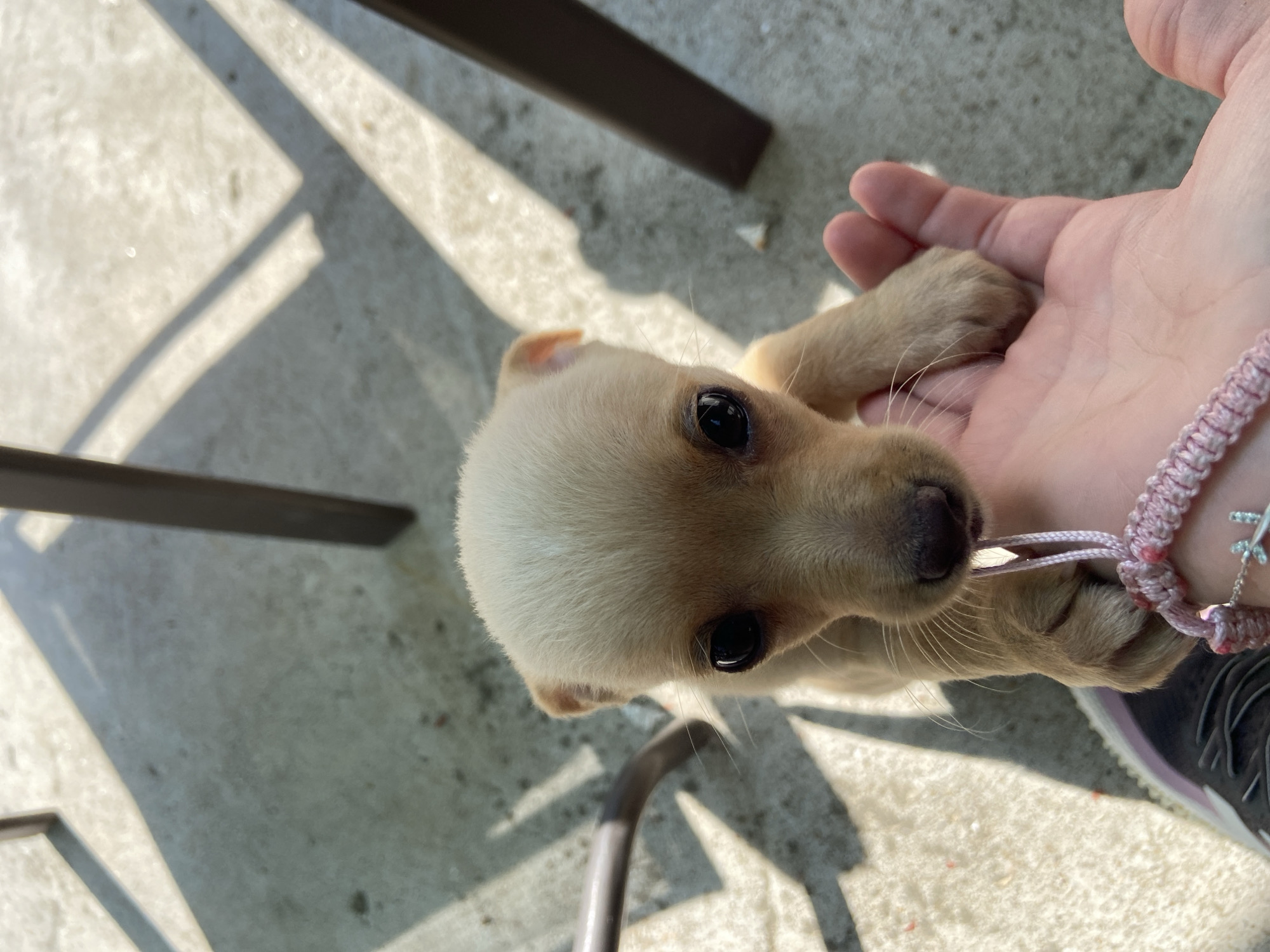 Small puppy photographed in outdoor setting in Bulgaria