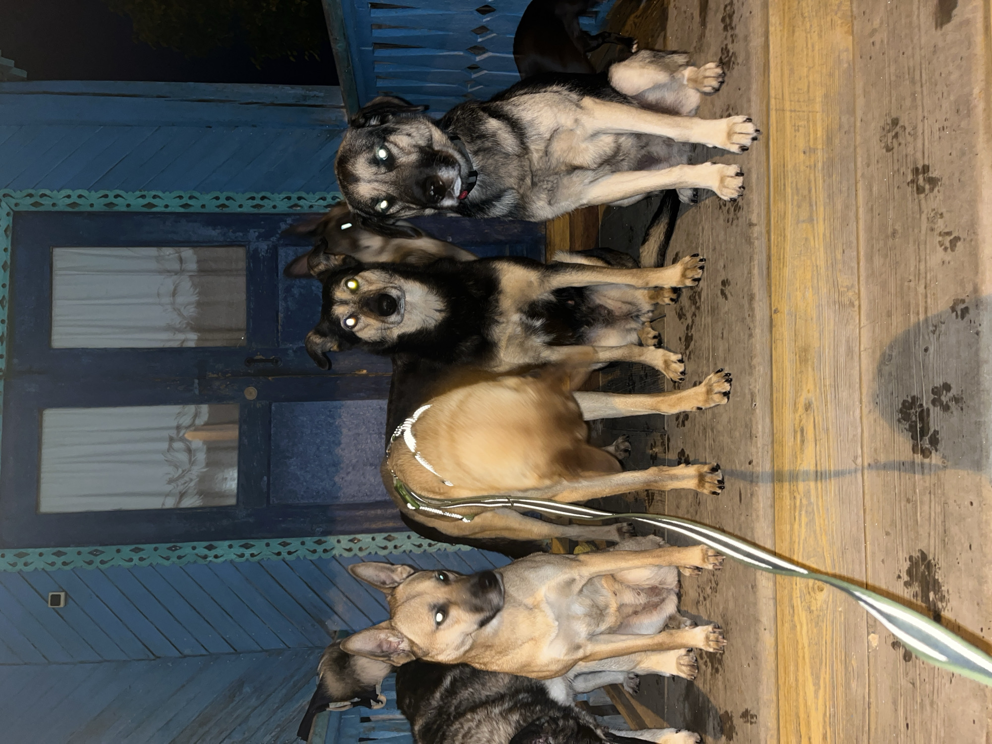 Evening dog life documented in Nizhny Tagil residence