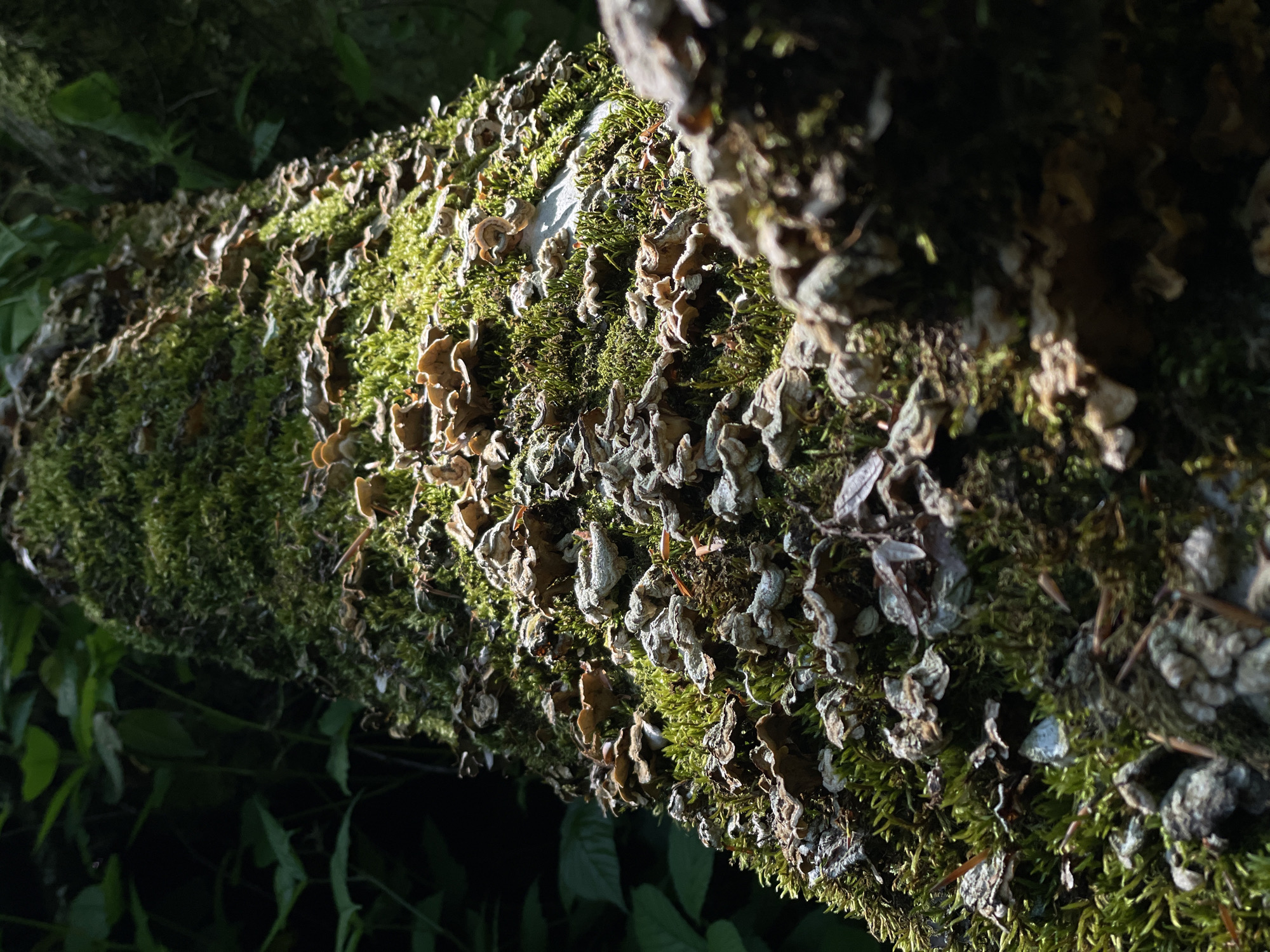 Forest moss and fungi documented in Estosadok, Russia