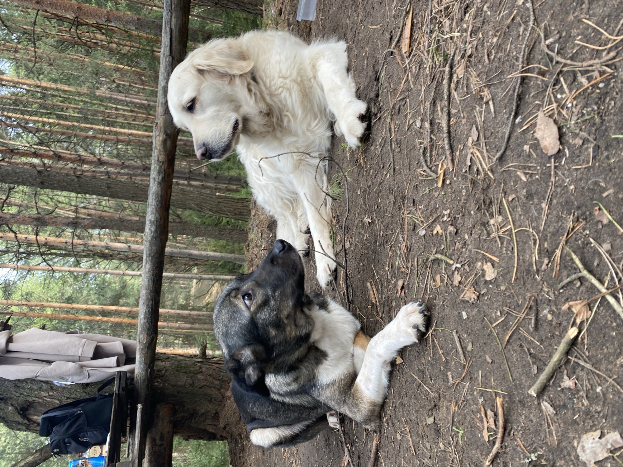 Dogs and campfire documented during forest outing in Chaikovsky