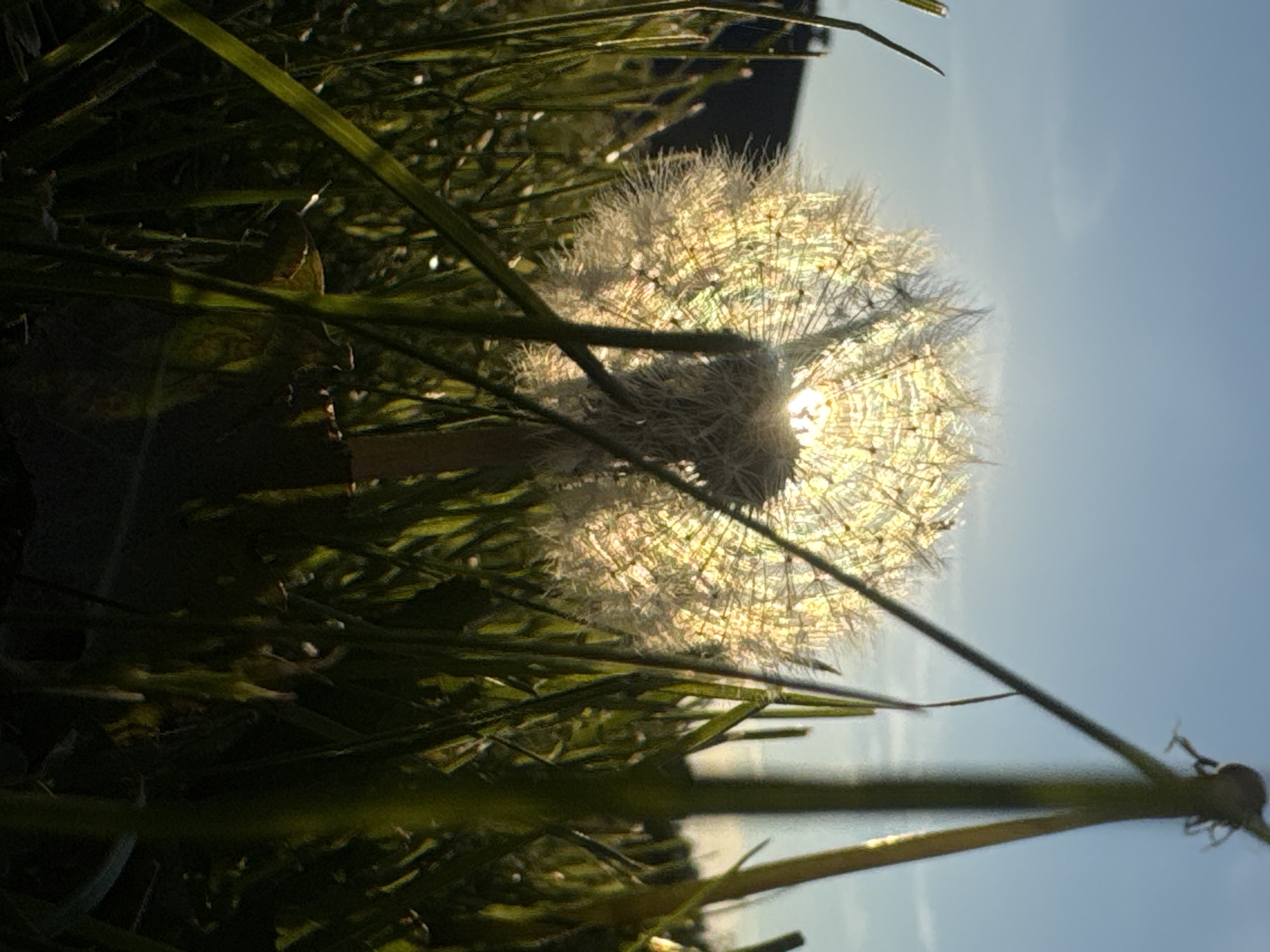 Evening photography session captures dandelions and urban scenes in Tallinn
