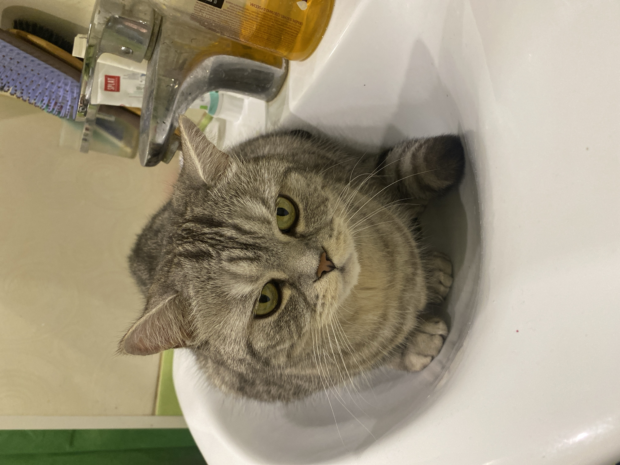 Cat spotted resting in bathroom sink in Chaikovsky, Russia