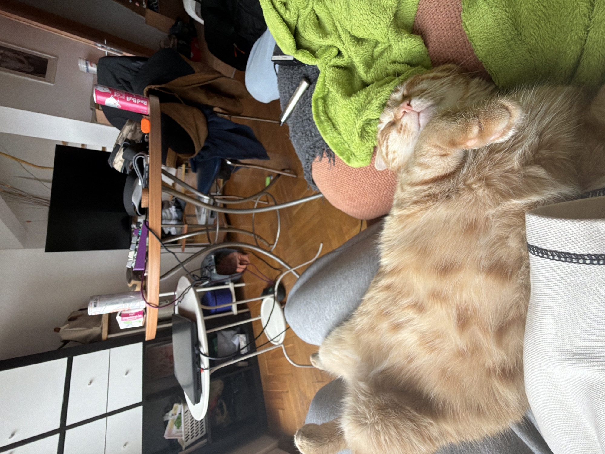 Orange cat naps peacefully in Sofia home