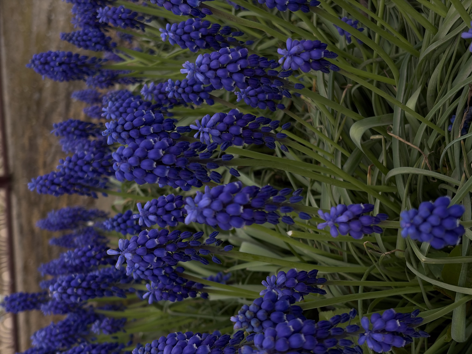 Spring blooms and portraits captured in rural Russia