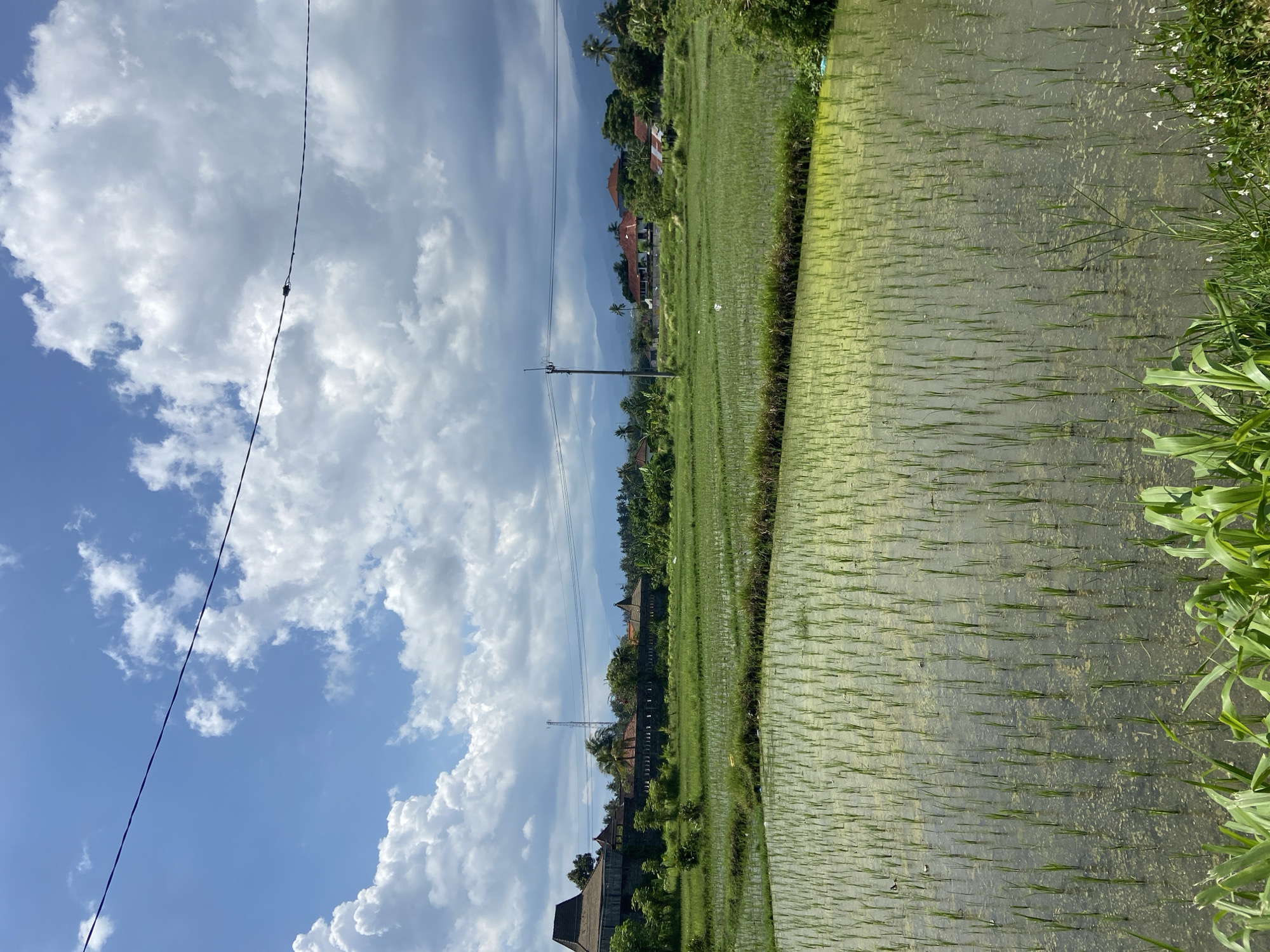 Rural Buleleng scenes captured: rice paddies, shrine, gardens documented