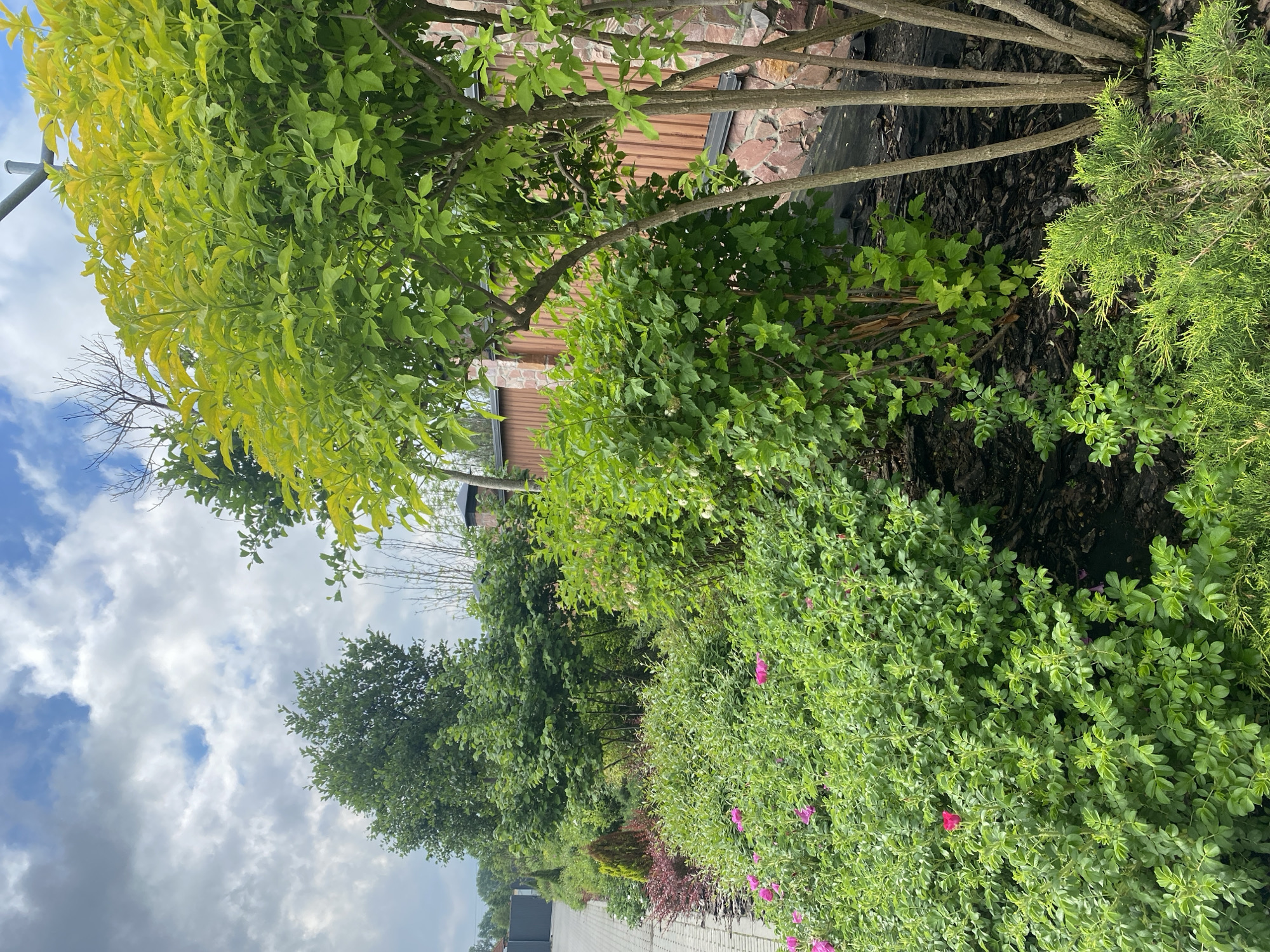 Morning garden walk documented in Rozhny, Ukraine