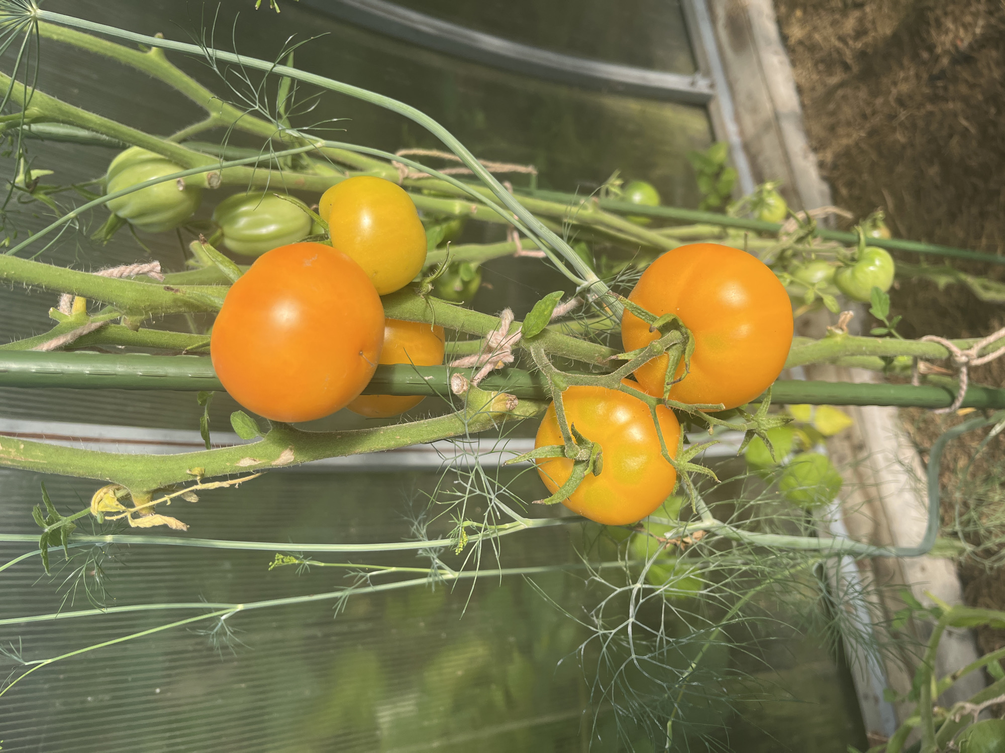 Russian dacha in full summer swing — garden, pets, and pantry