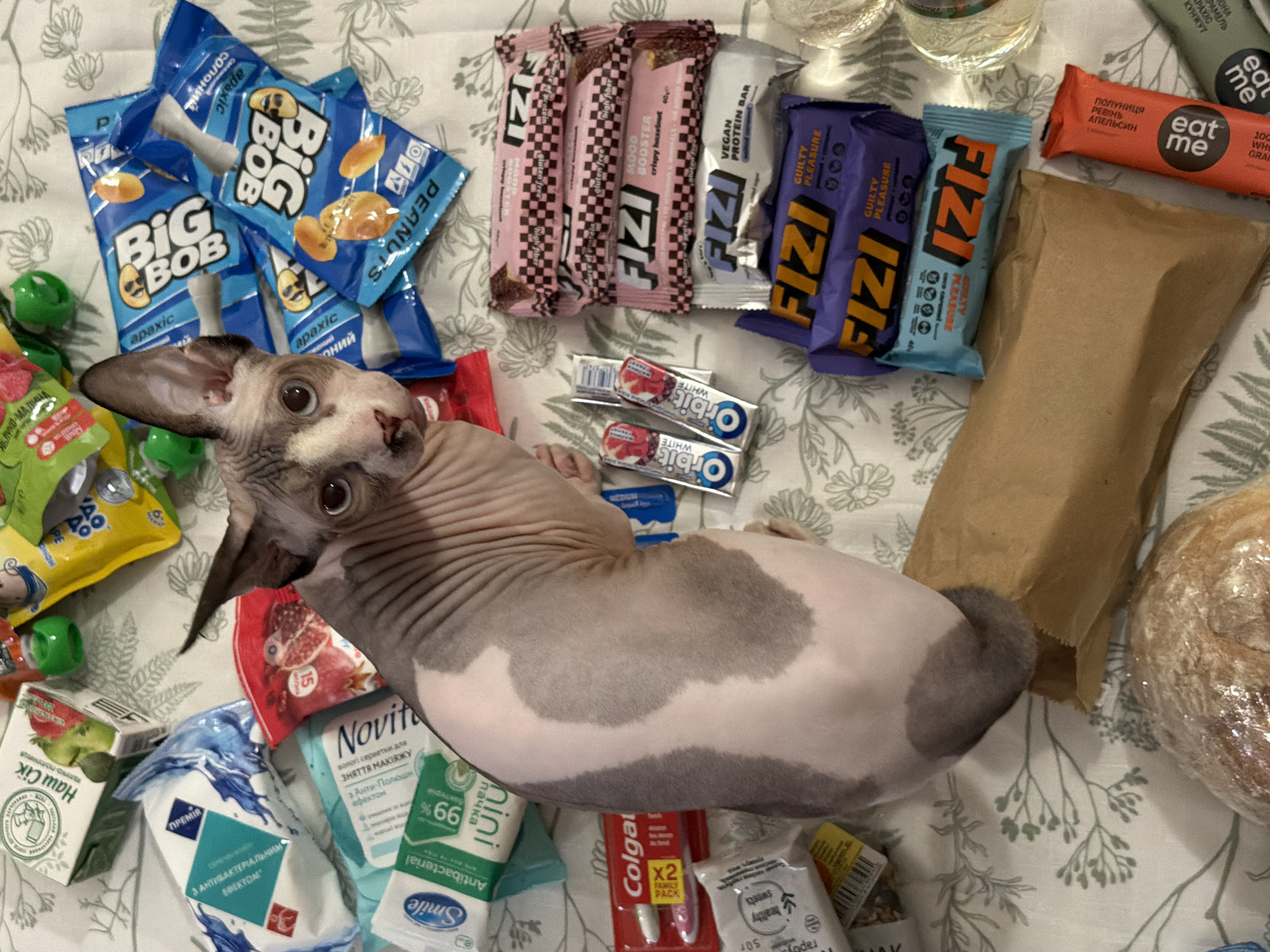 Sphynx cat at home, owning the couch