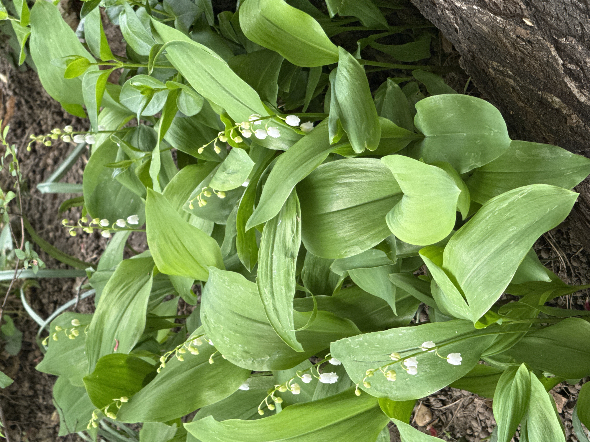 Lily of valley flowers spotted growing near tree base