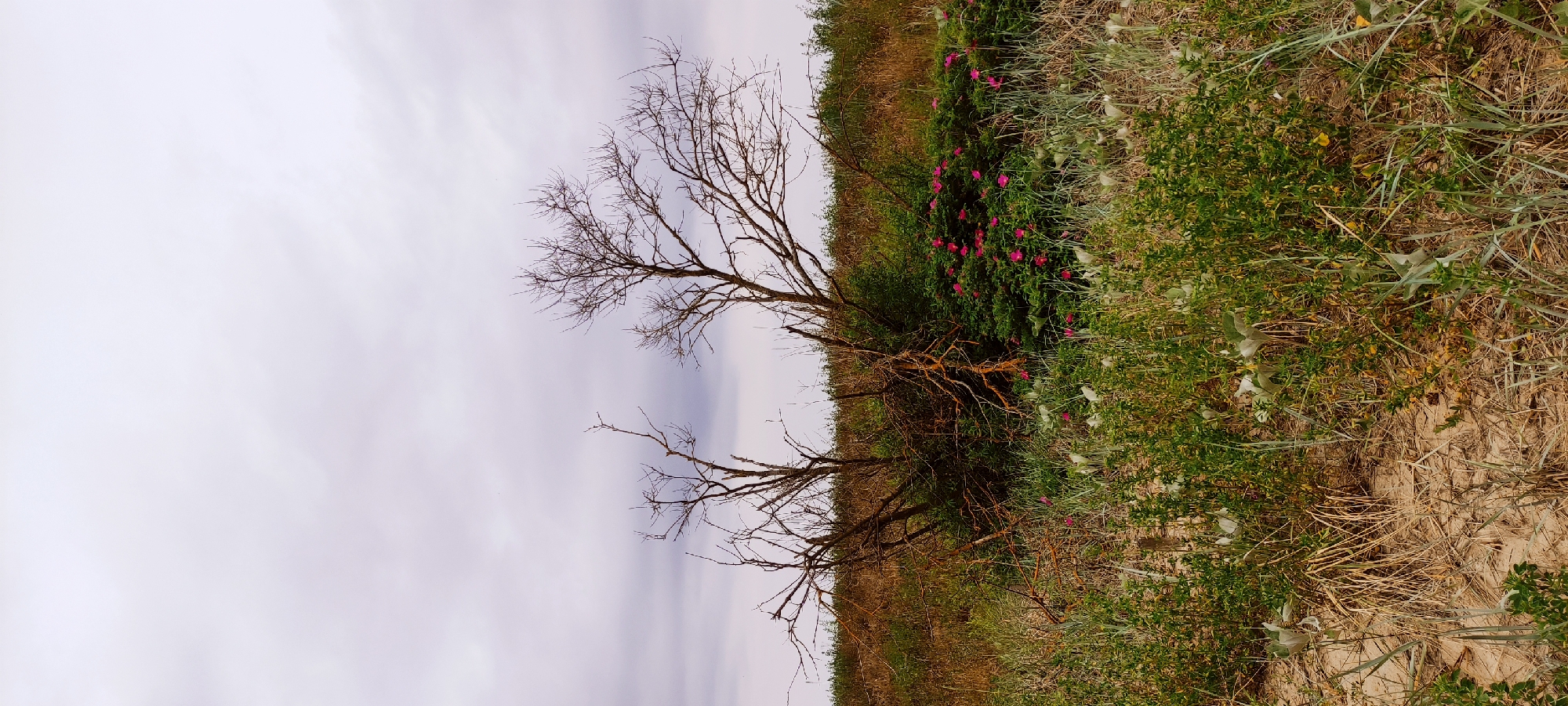 Morning coastal scenes documented in Zelenogradsk under overcast skies