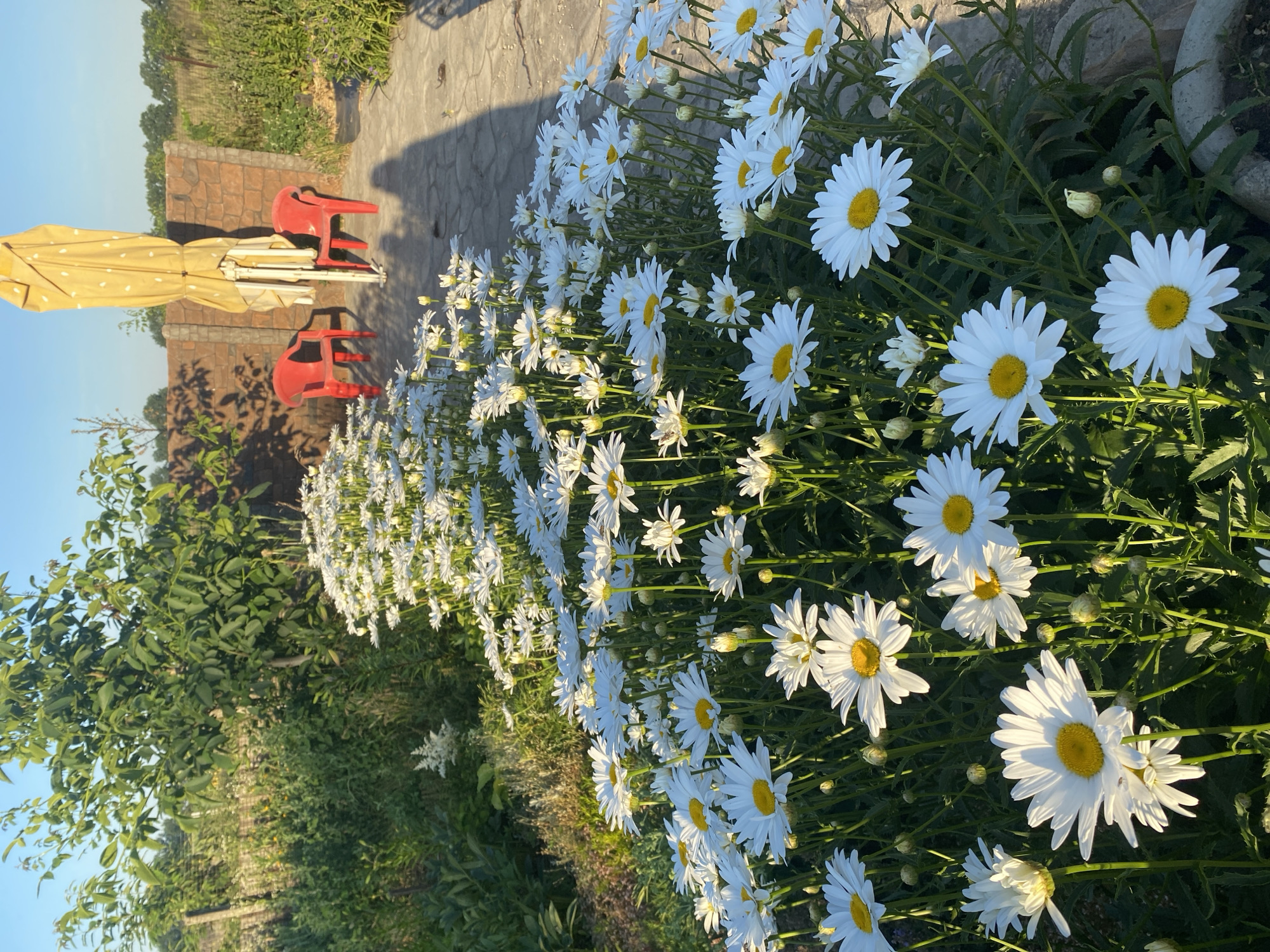 Vasylky backyard garden in full summer bloom
