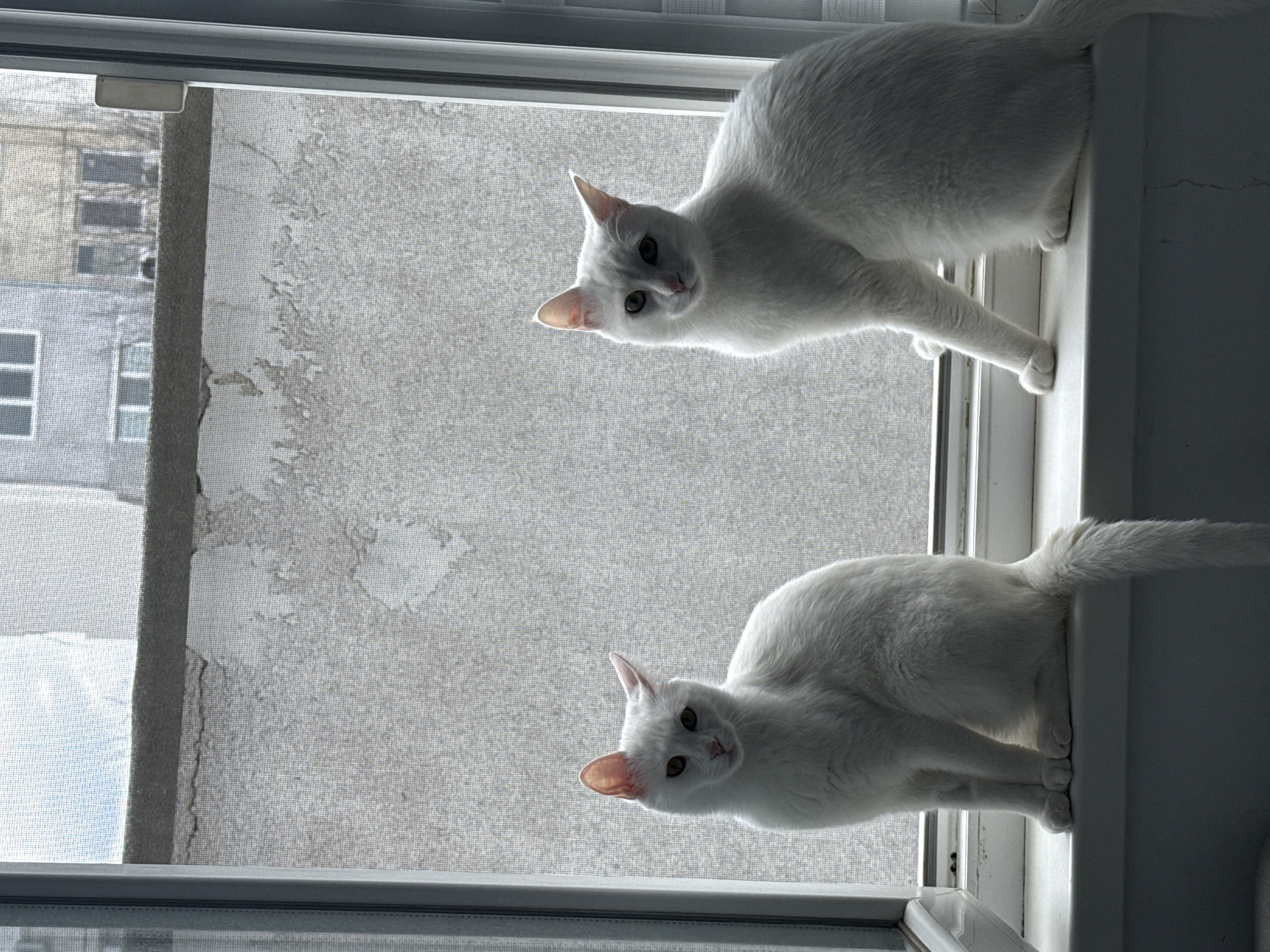 Two white cats spotted on windowsill in Burgas, Bulgaria