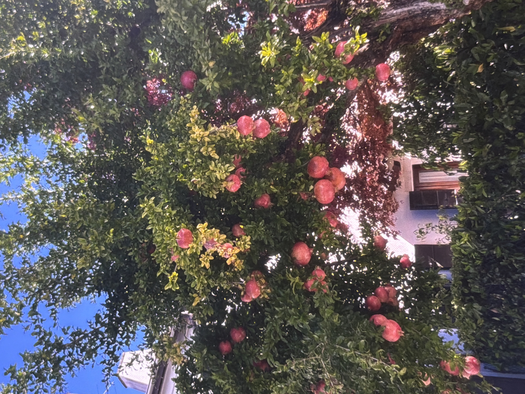 Ripe pomegranates and a sunlit garden patio