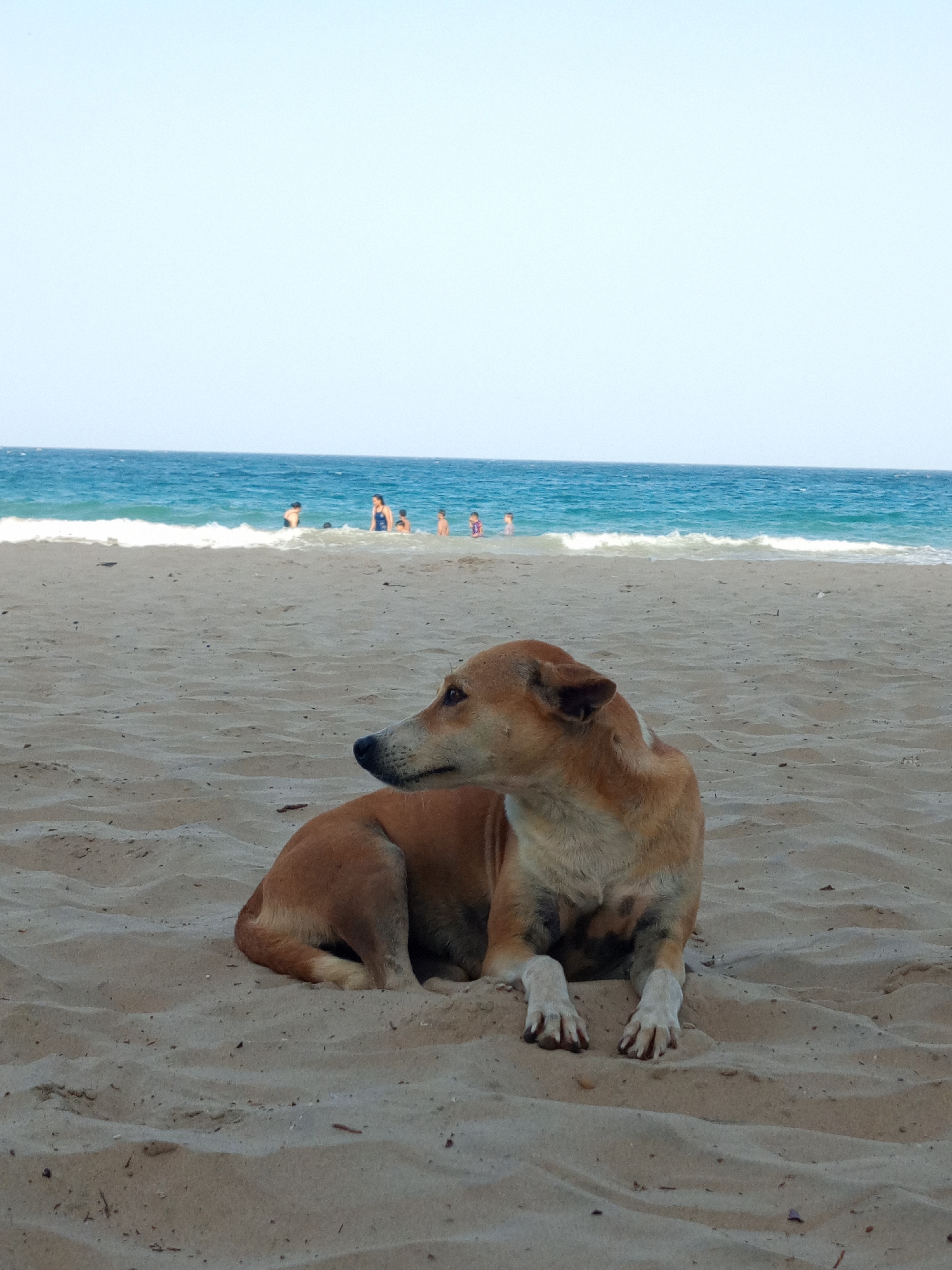 Dog rests on Pampatar beach amid evening seaside activity