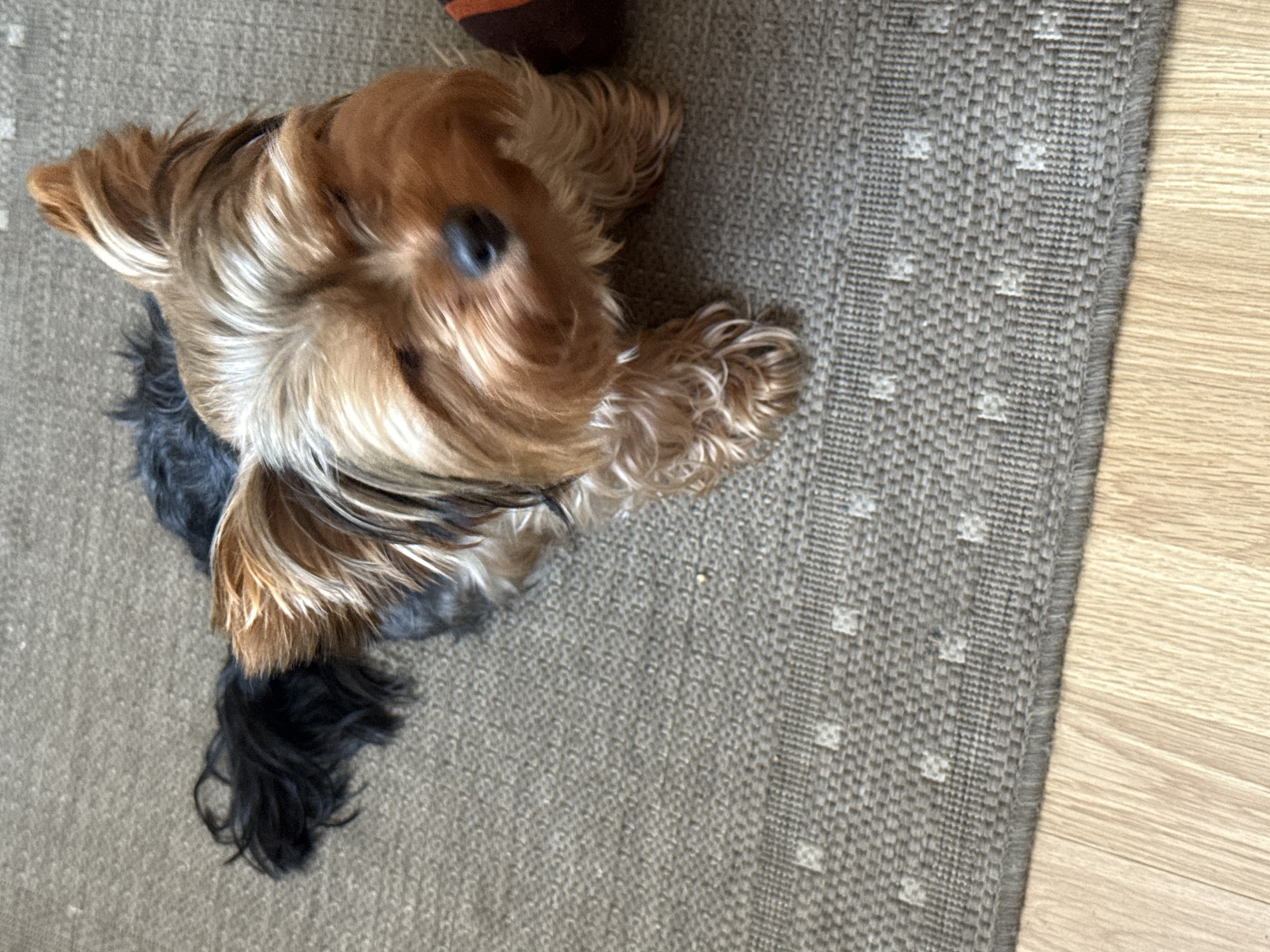 Yorkshire Terrier on a gray rug, ears perked up