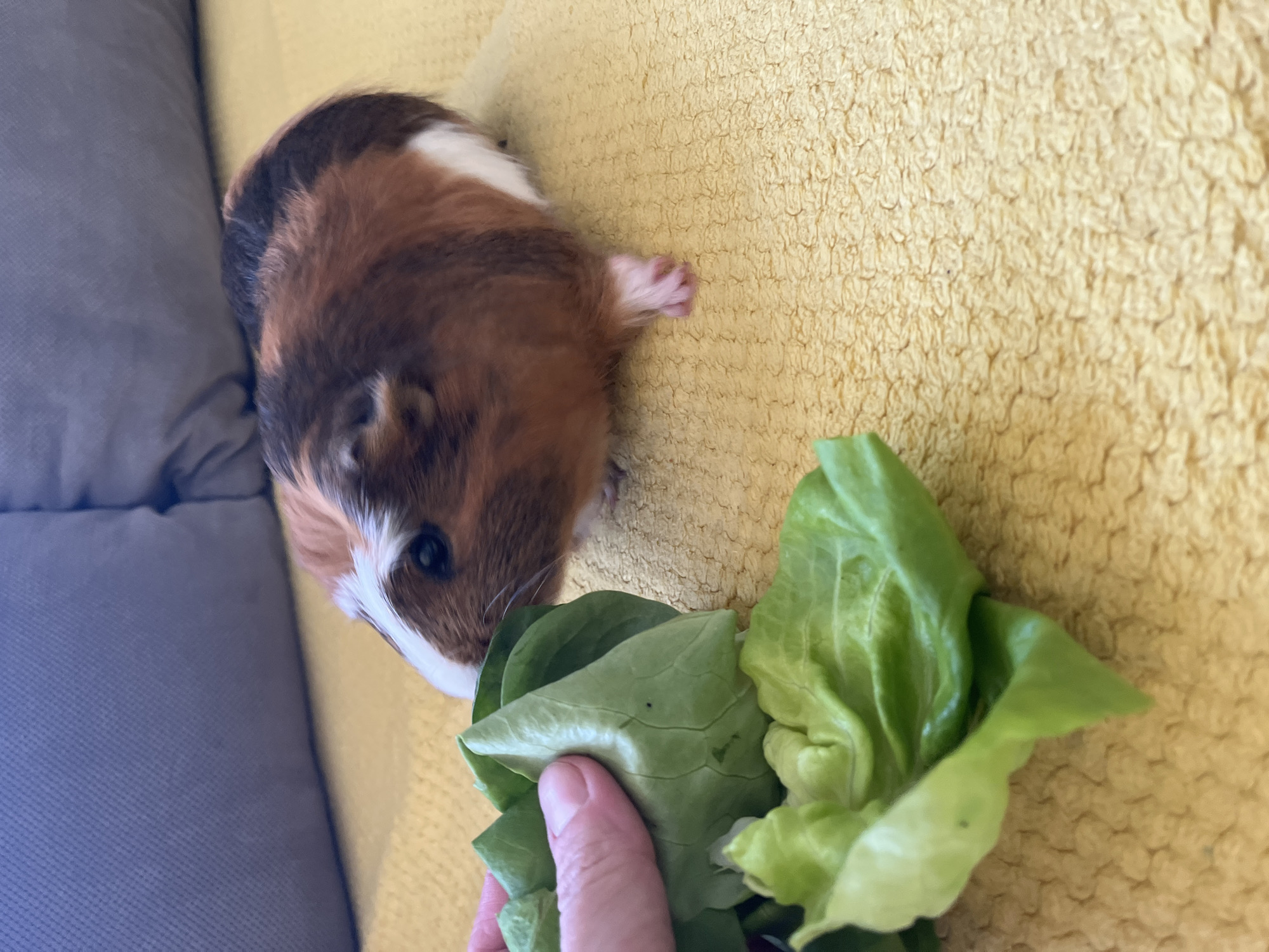 Guinea pig enjoys lettuce breakfast on yellow blanket indoors