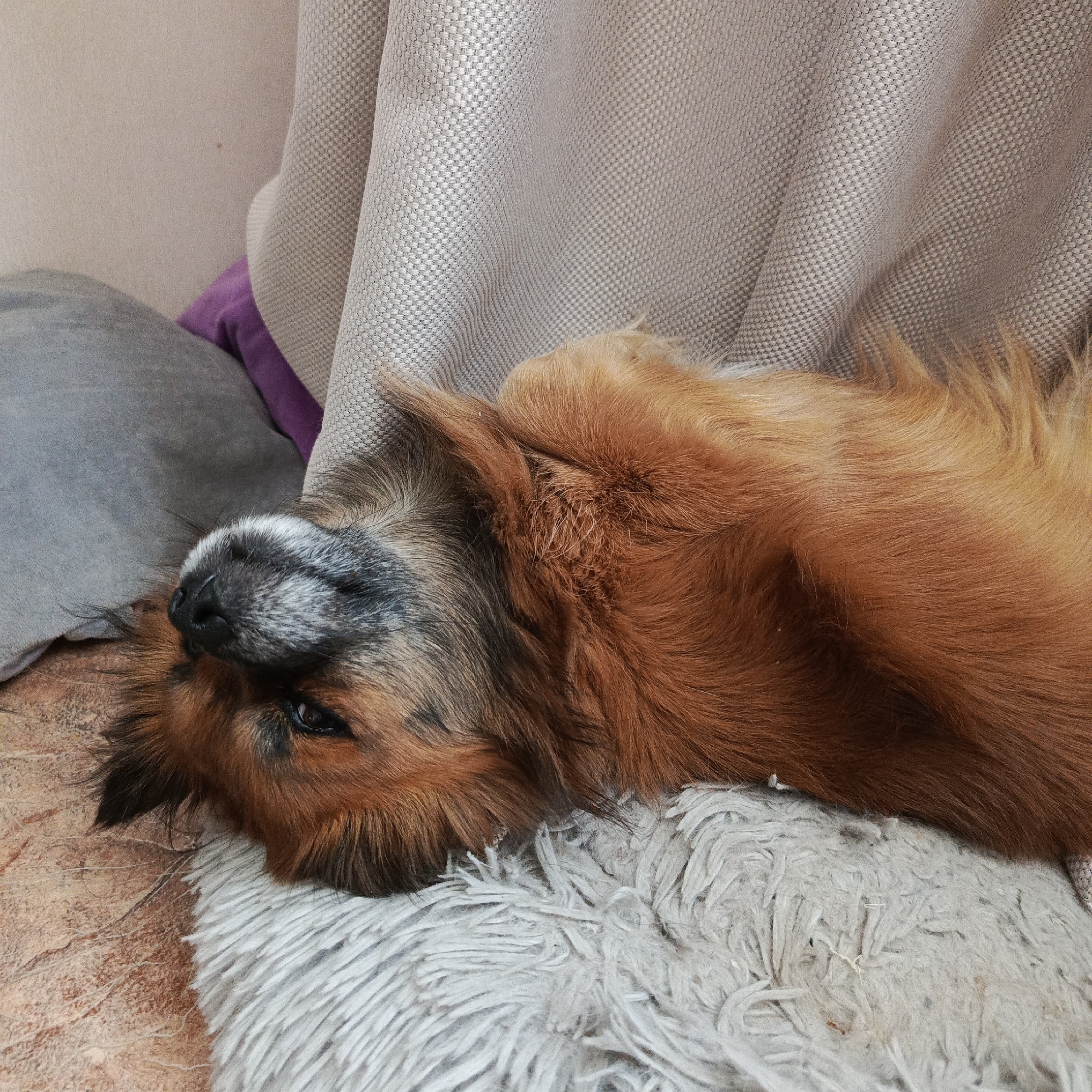 Morning life captured in Chaikovsky: pets, selfies, car troubles, flowers