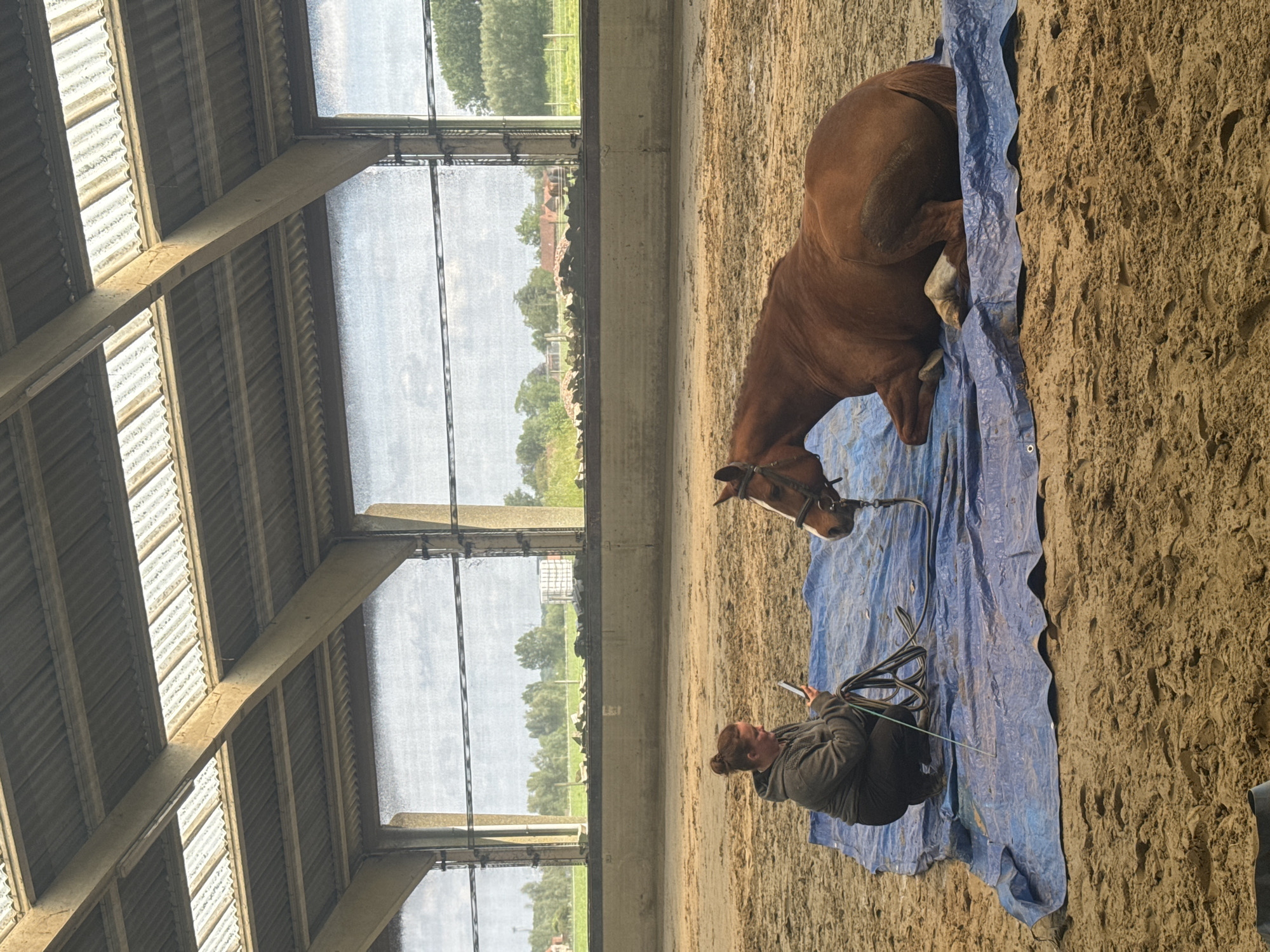 Horse training session observed at Belgian indoor arena