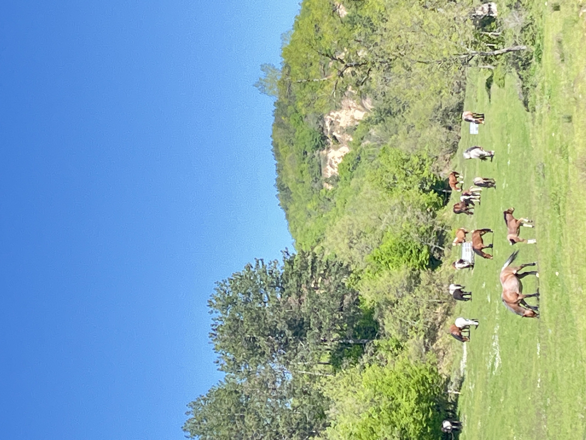 Horses graze on hillside in rural Zlatolist, Bulgaria